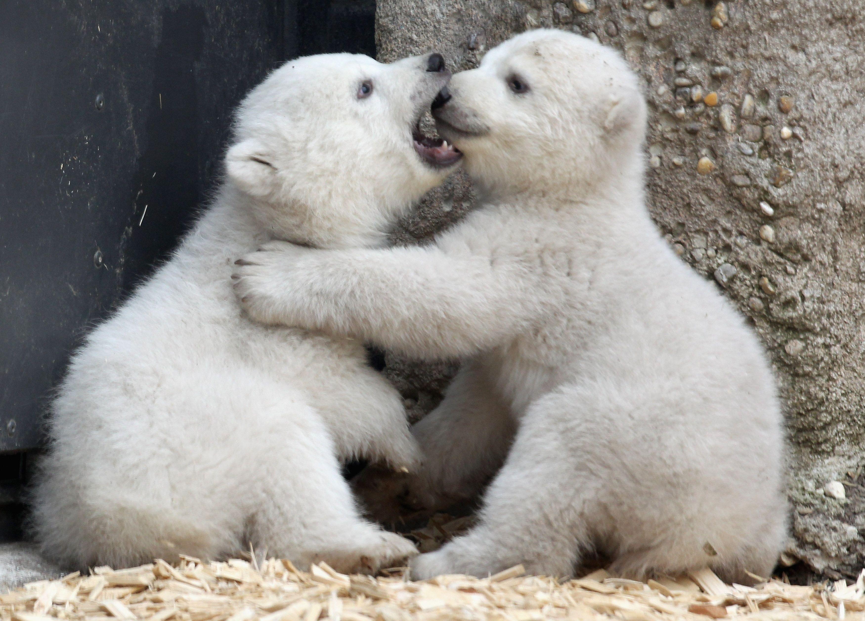 3500x2512 Switzerland's Dahlholzli Zoo Kills Bear Cub, Stuffs It, Because Nature Is Cruel