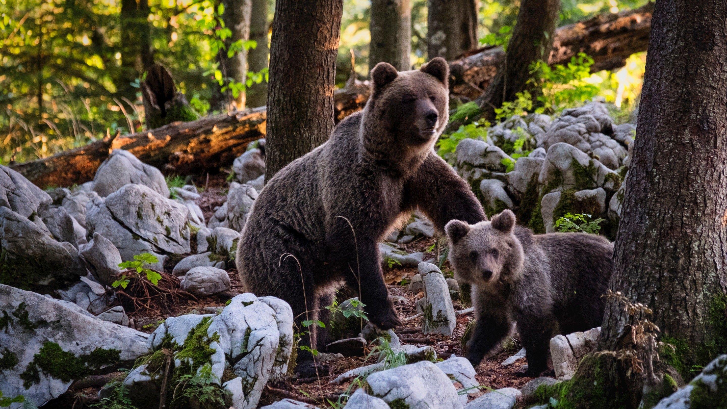 2880x1620 Mother Bear with Cute Child Cub Superb Wallpaper