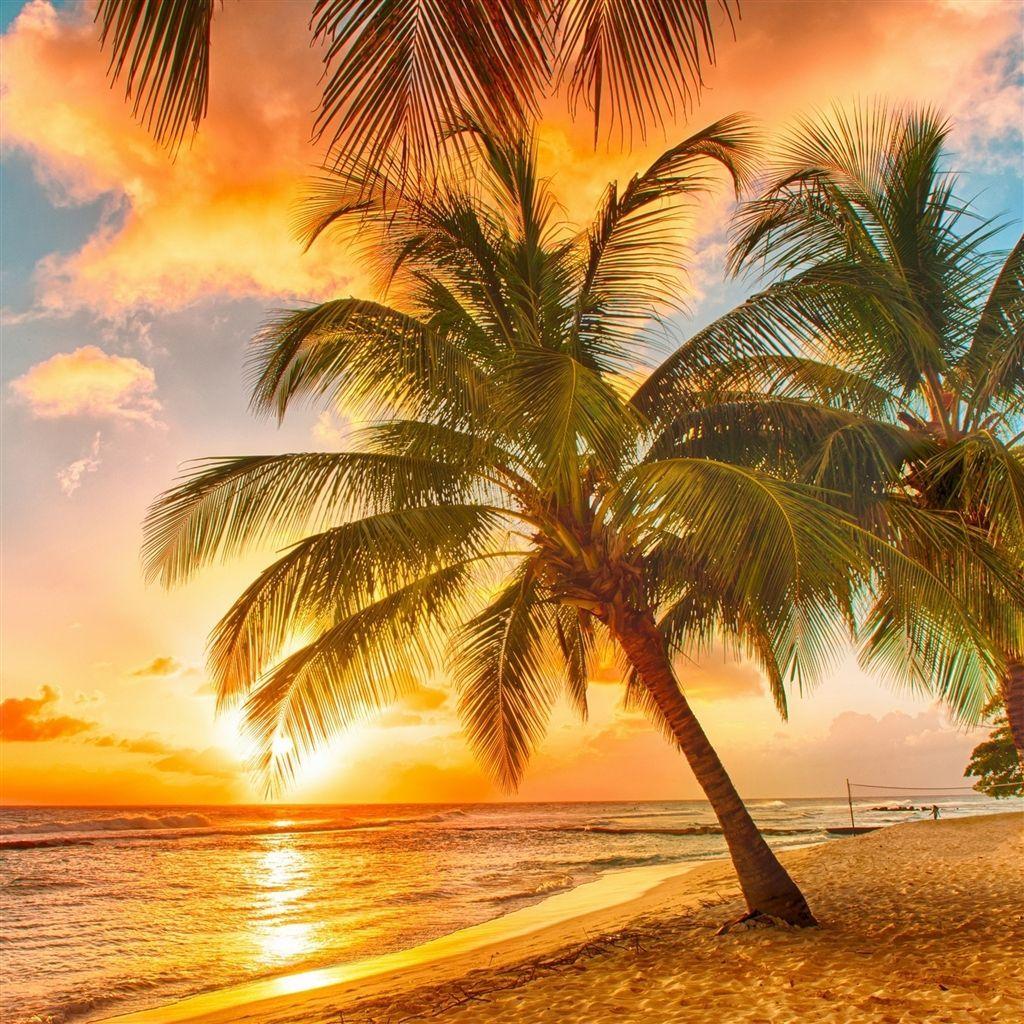 1024x1024 Palm Tree Tropical Beach #iPad #Air #Wallpaper. Beach wallpaper, Palm trees wallpaper, Beautiful scenery picture