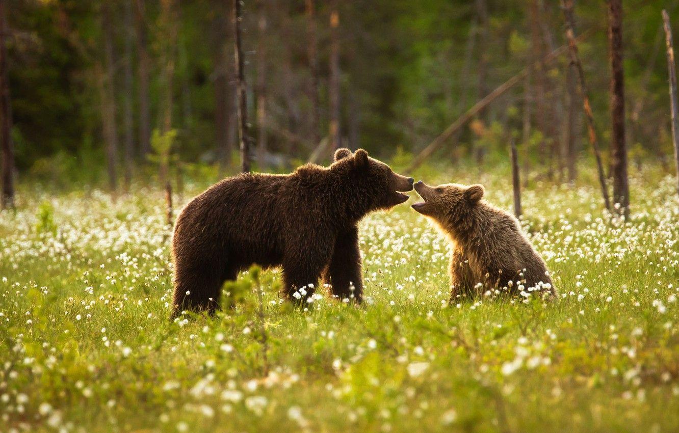 1332x850 Wallpaper forest, summer, grass, trees, flowers, glade, bears, bear, cub, lawn, two, bear, mother, communication, two bears image for desktop, section животные