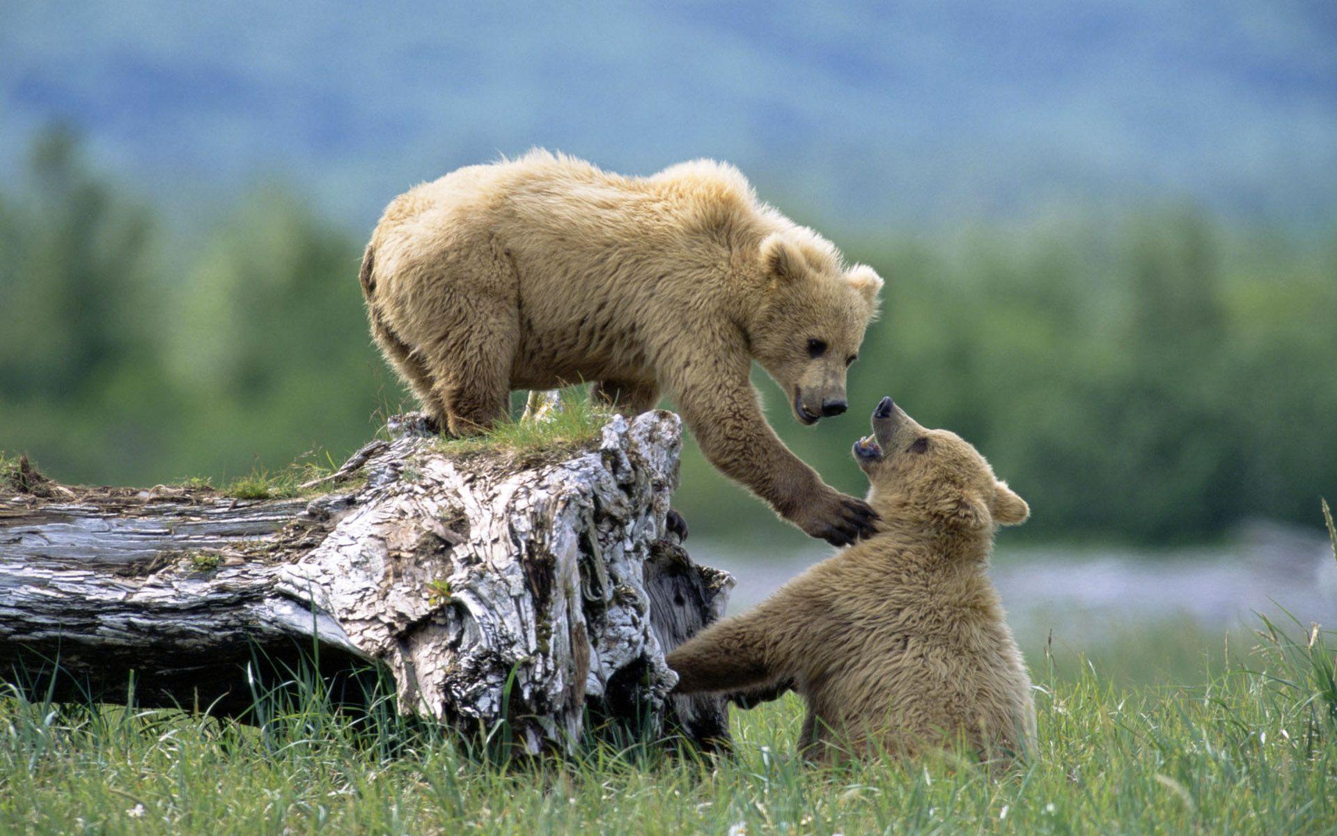 1920x1200 Bear Cubs Wallpaperx1200