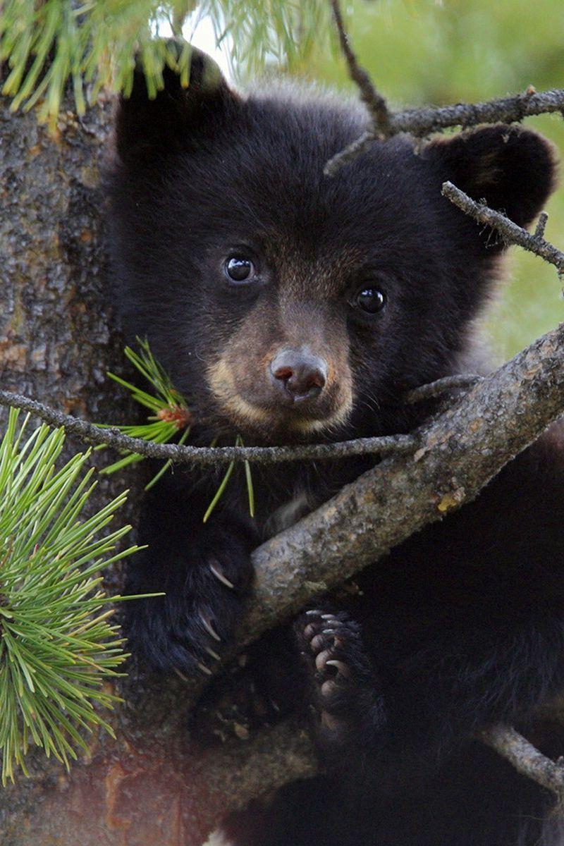 Bear Cubs Wallpapers - Top Free Bear Cubs Backgrounds - WallpaperAccess