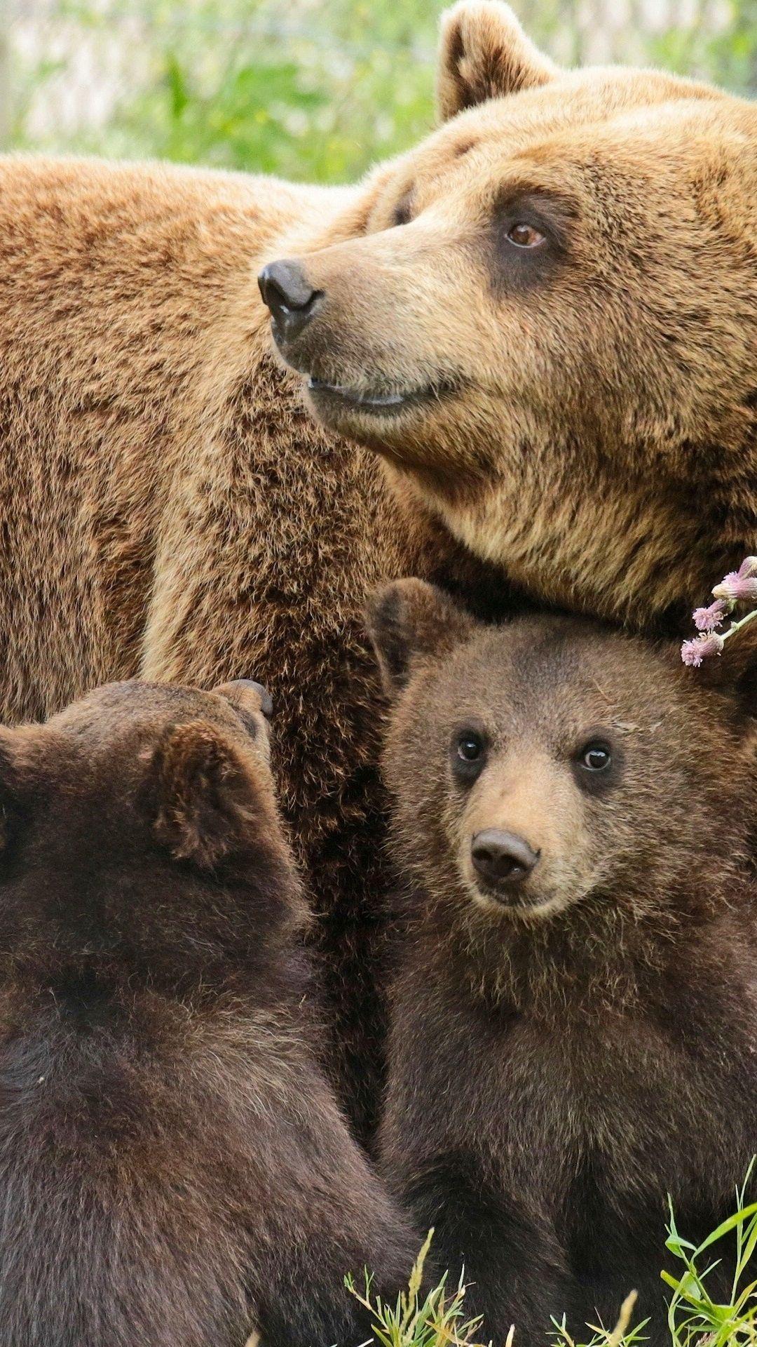 1080x1920 Bears Family, Mother, Two Cubs 1080x1920 IPhone 8 7 6 6S Plus Wallpaper, Background, Picture, Image