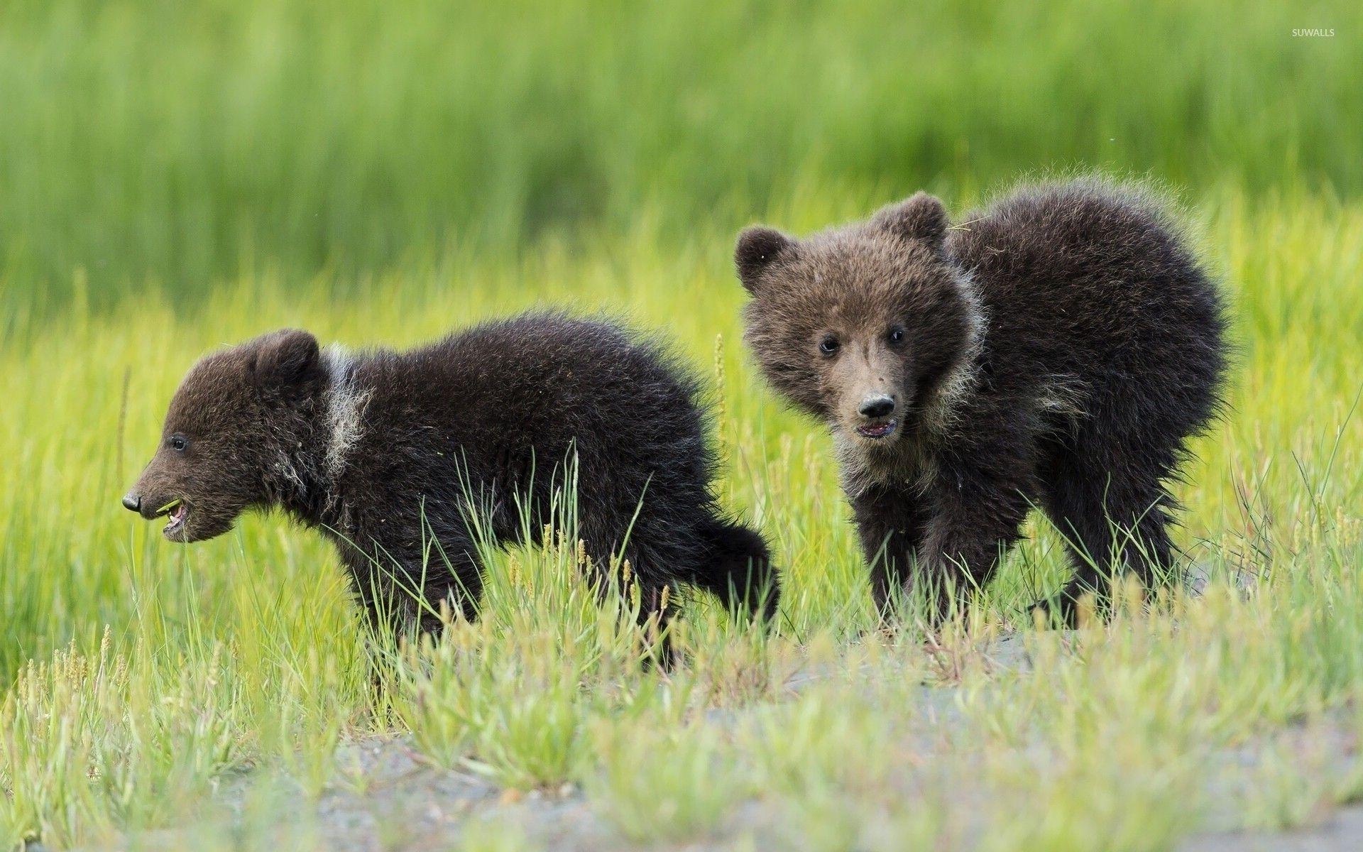 1920x1200 Running bear cubs wallpaper wallpaper