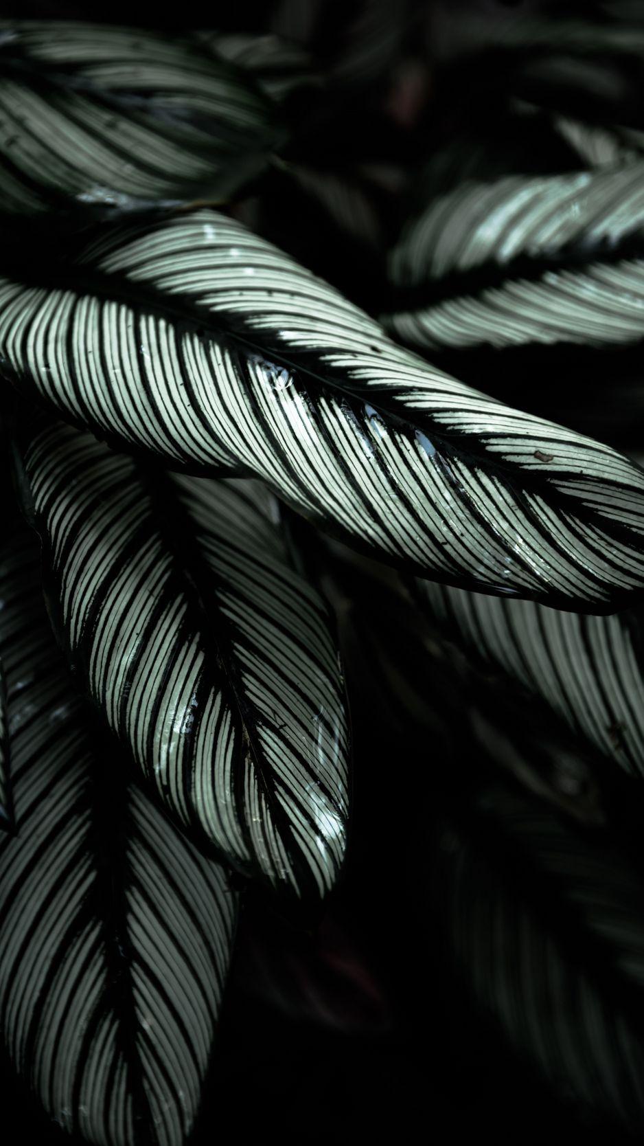 Tropical Leaf iPhone Wallpapers - Top Free Tropical Leaf iPhone