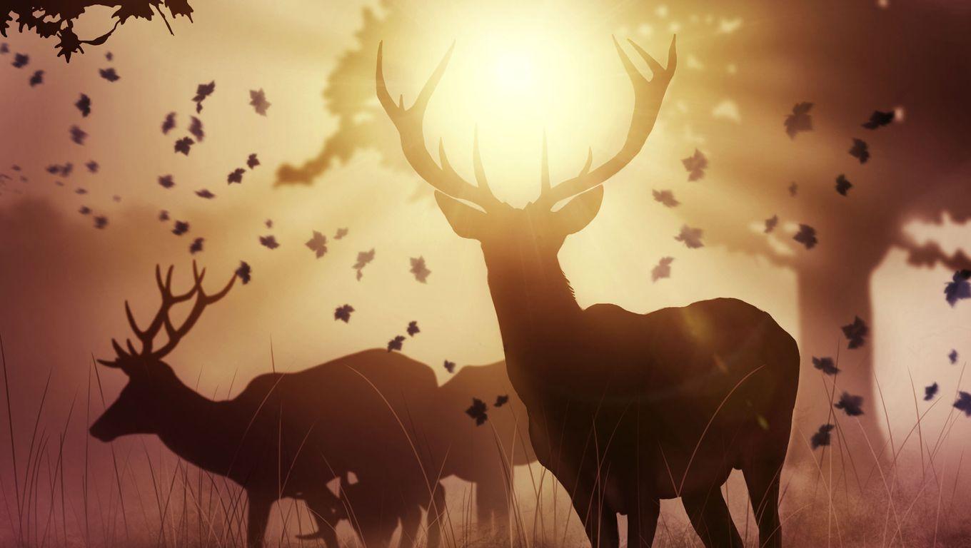1360x768 Mystic Deer Laptop HD HD 4k Wallpaper, Image, Background, Photo and Picture