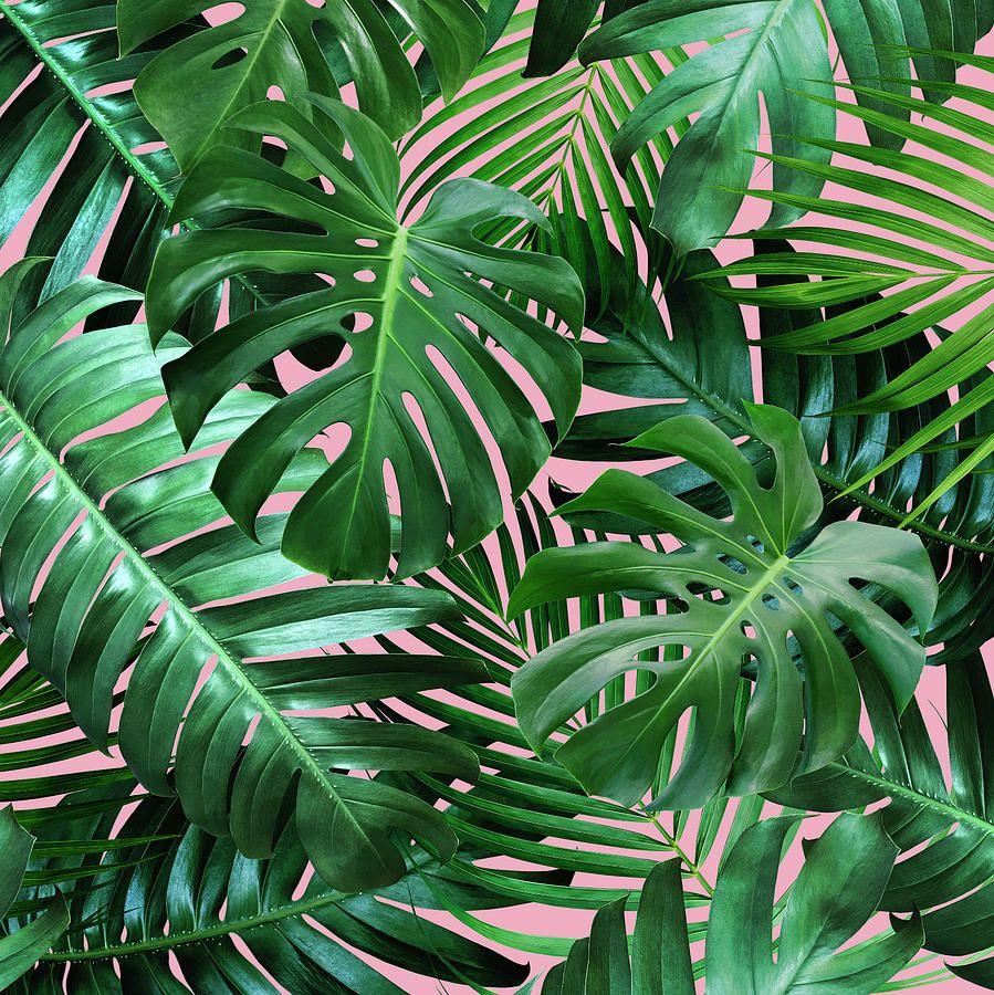 Tropical Leaf iPhone Wallpapers - Top Free Tropical Leaf iPhone