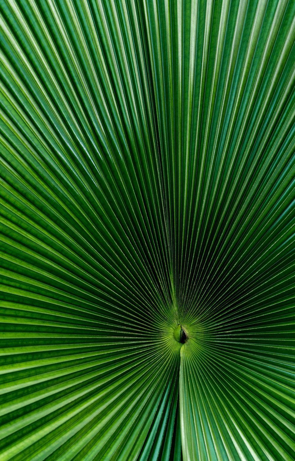 1000x1562 Tropical Leaf Picture. Download Free Image