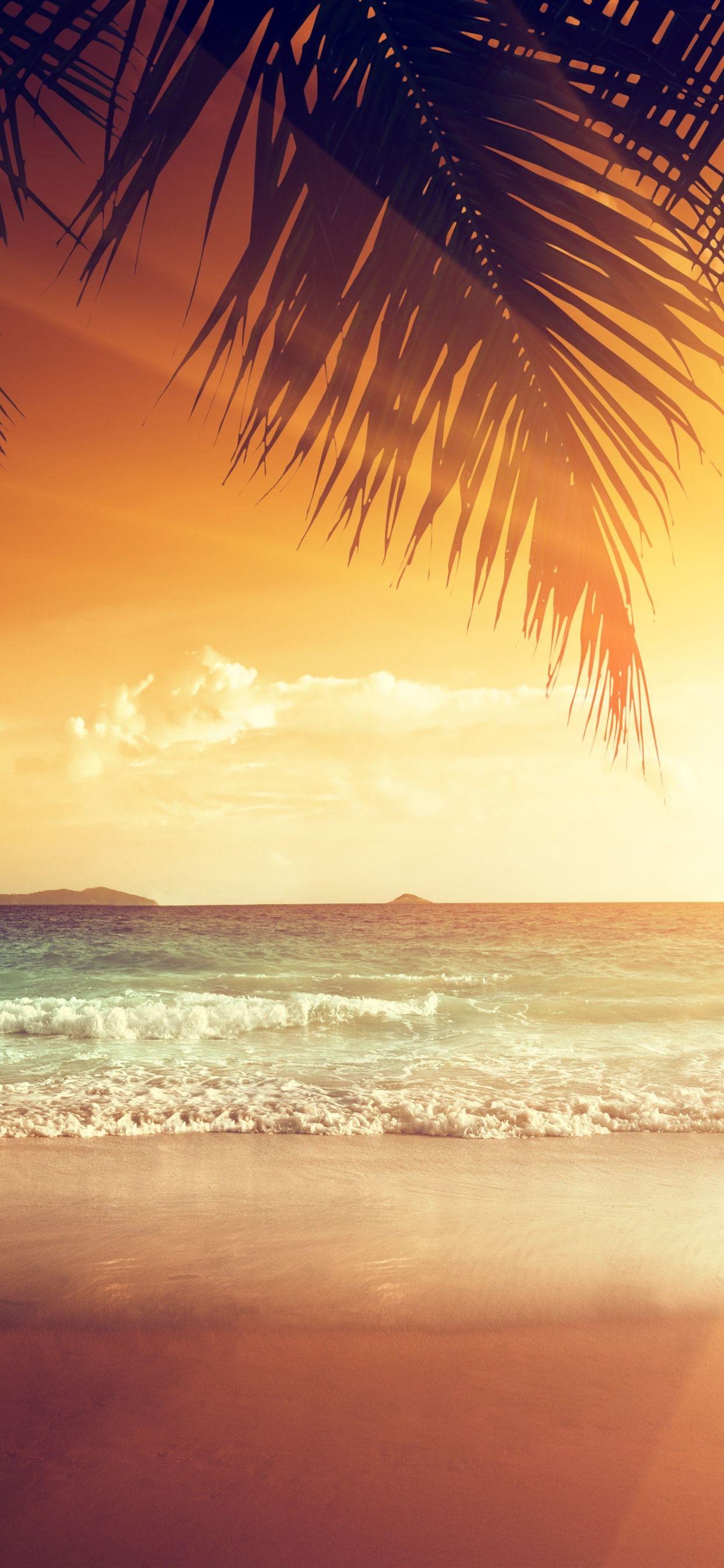 1242x2688 Wallpaper Beautiful sunset, palm tree leaves, beach, sea, tropical, summer 5120x2880 UHD 5K Picture, Image