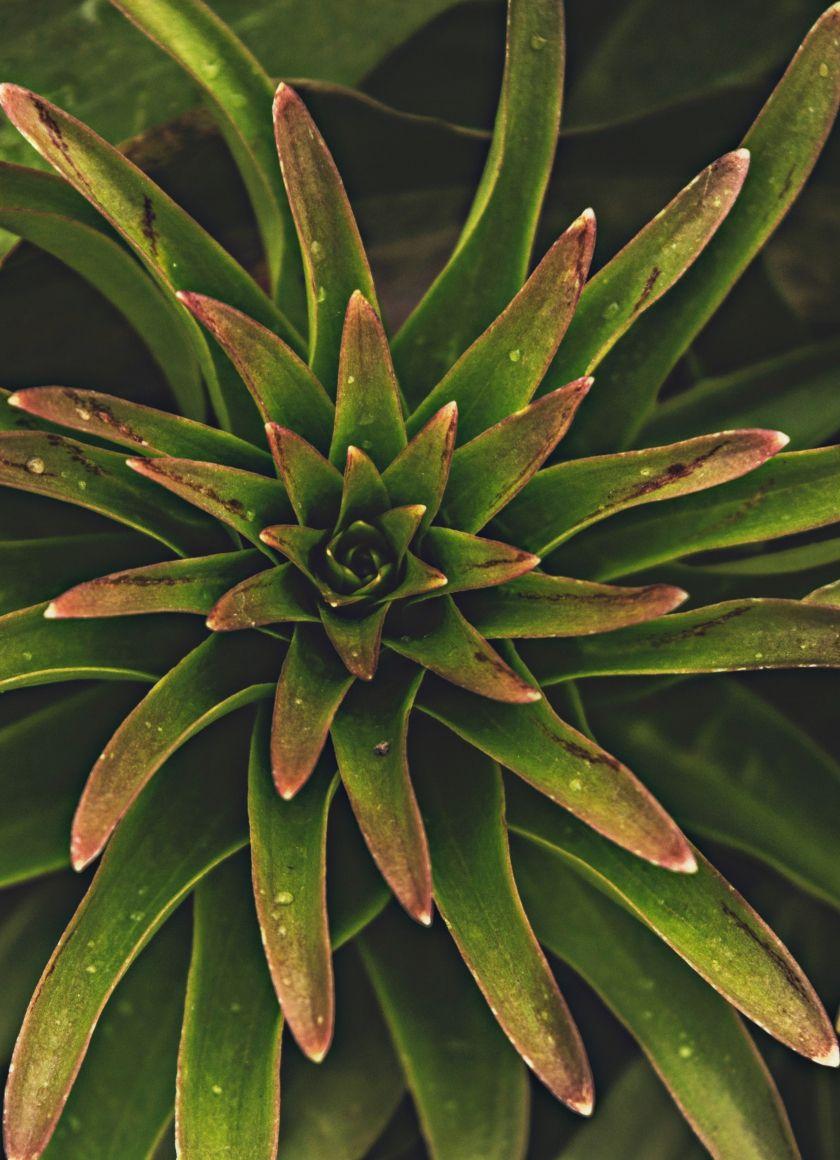 840x1160 Download 840x1160 wallpaper tropical plant, leaf, iphone iphone 4s, ipod touch, 840x1160 HD image, background, 4839