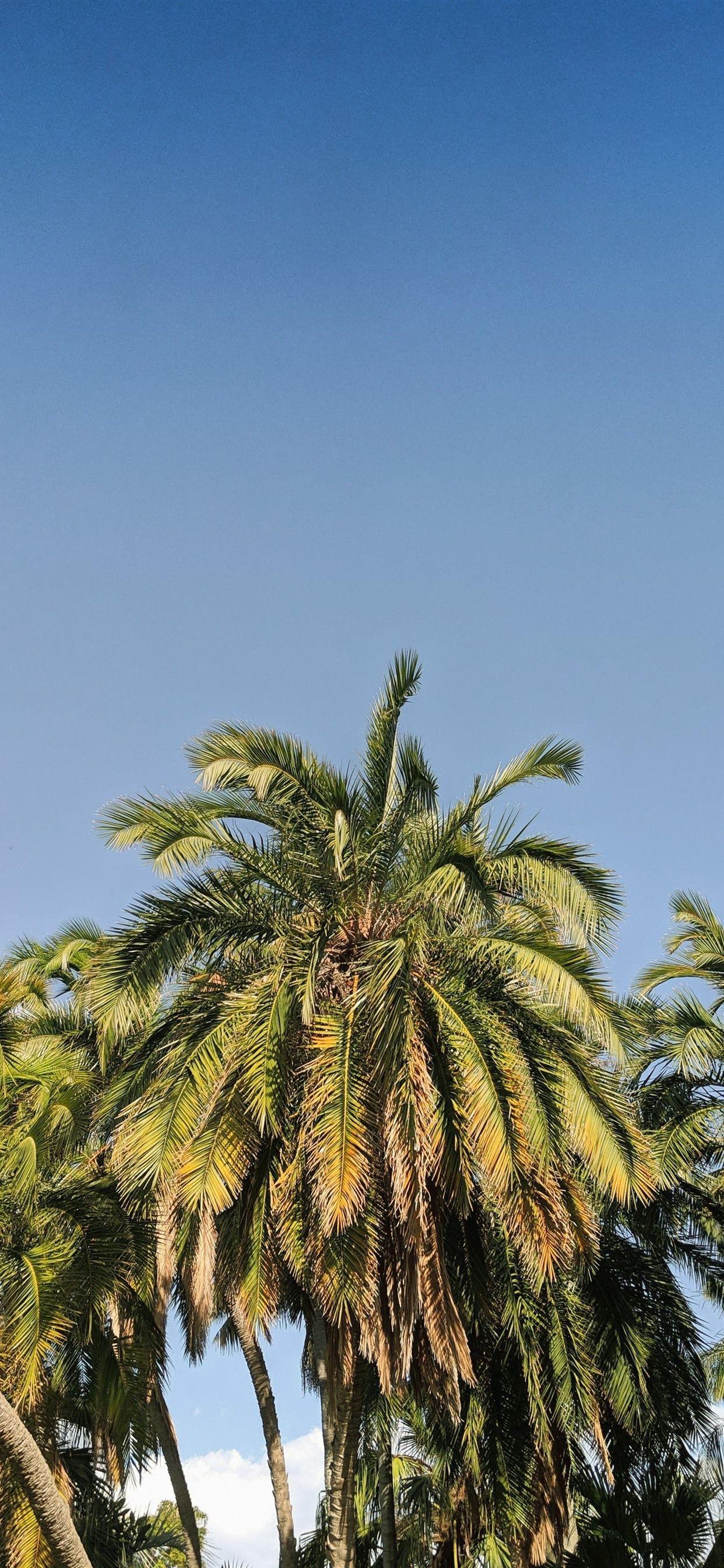 1242x2688 Coconut Trees, Sky, Tropical 1242x2688 IPhone 11 Pro XS Max Wallpaper, Background, Picture, Image