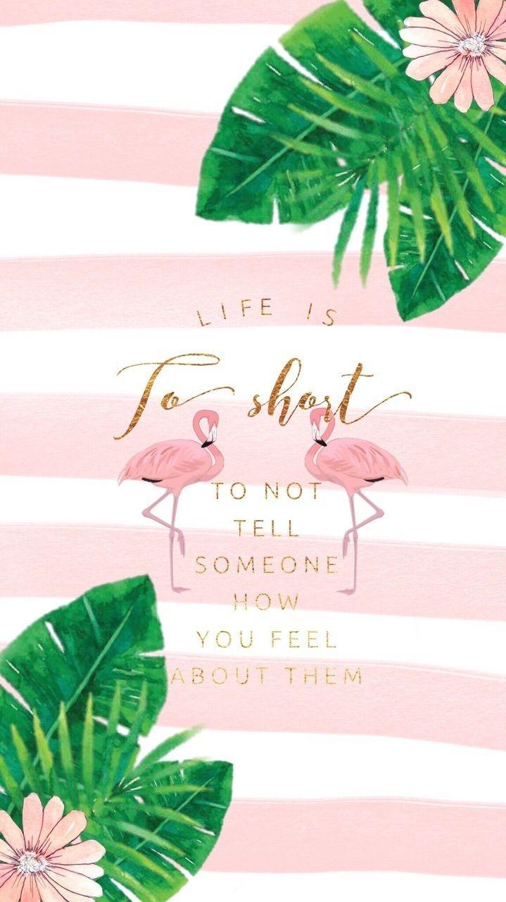 719x1280 Wallpaper flamingo tropical