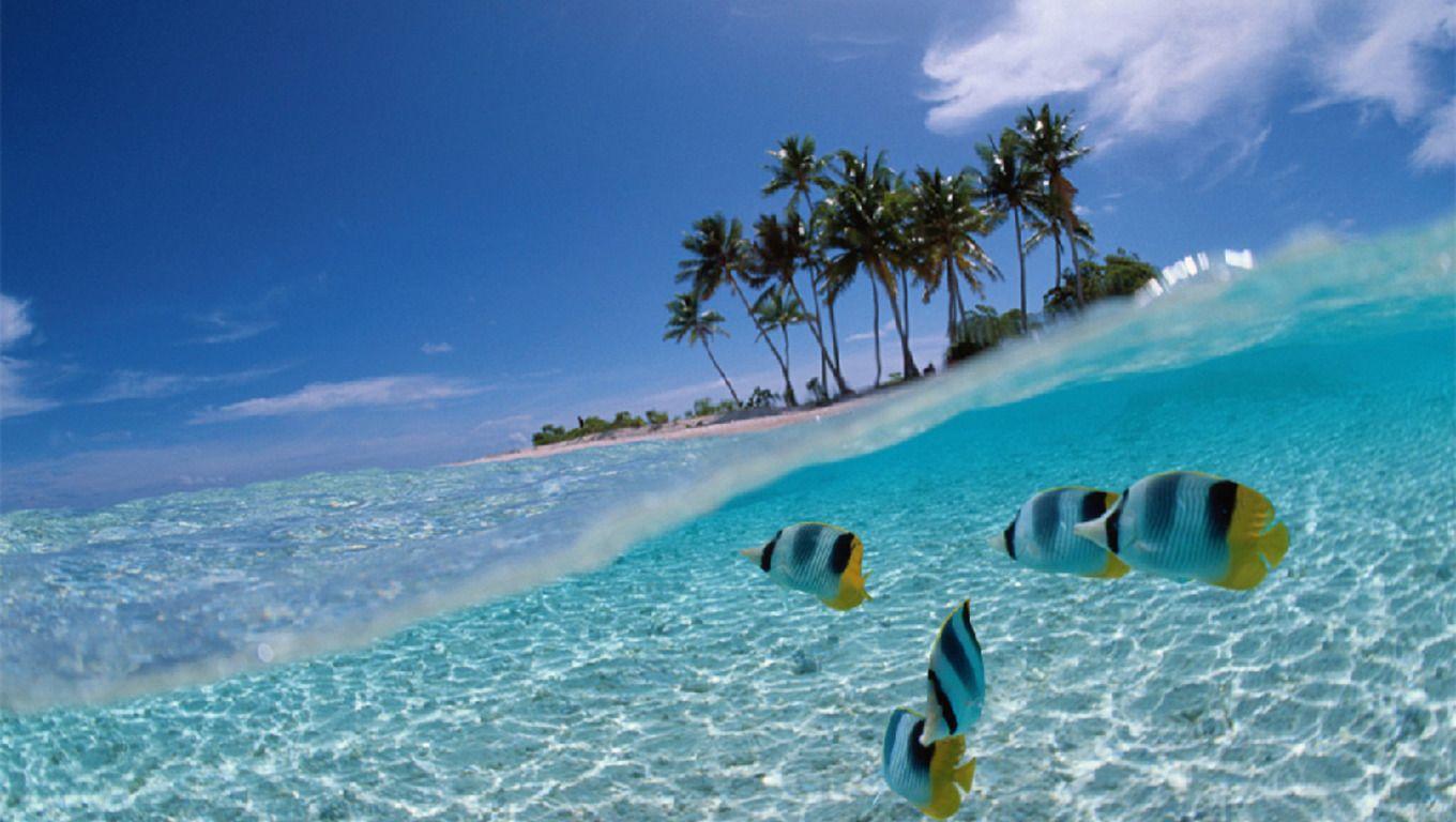 1360x768 Free download Tropical Fish iPad Wallpaper Tropical Fish Pic 1360x768 [1360x768] for your Desktop, Mobile & Tablet. Explore Wallpaper Tropical Fish. Tropical Island Wallpaper, Coral Reef Wallpaper, Tropical Picture Wallpaper