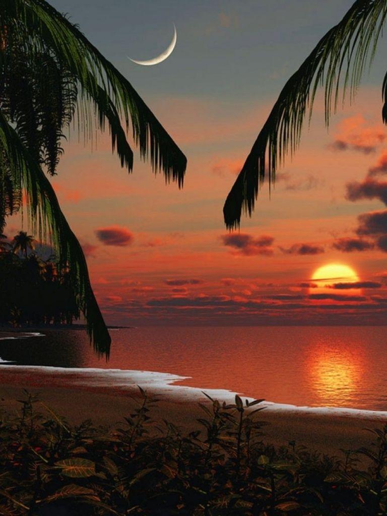 Tropical iPad Wallpapers Top Free Tropical iPad Backgrounds