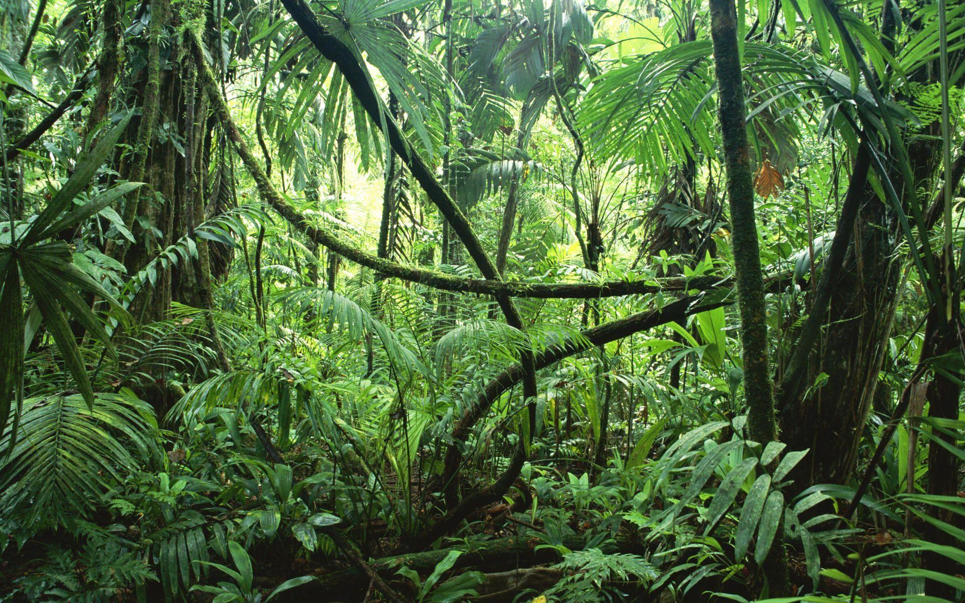 1920x1200 Free Download Jungle Wallpaper HD. Wallpaper, Background, Image, Art Photo. Jungle sounds, Amazon forest, Tropical rainforest