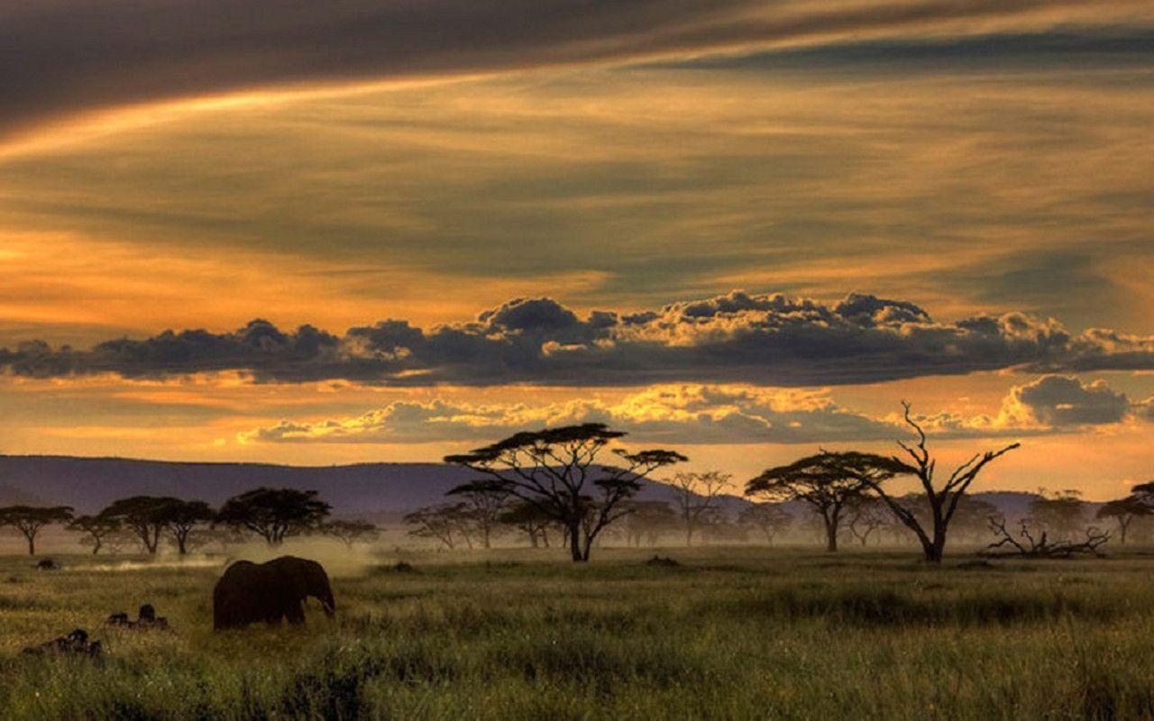 safari stuck in landscape