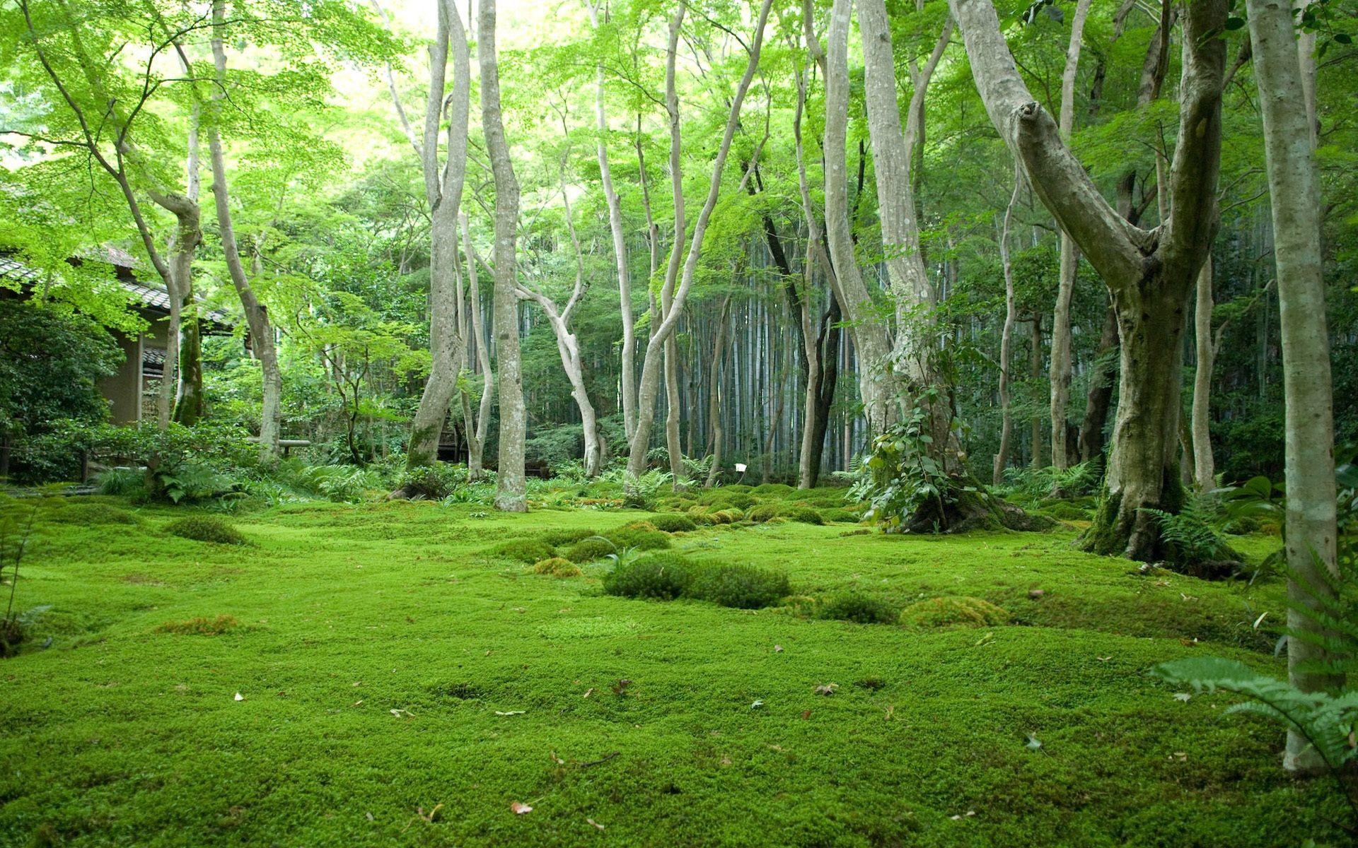 1920x1200 Jungle Wallpaper