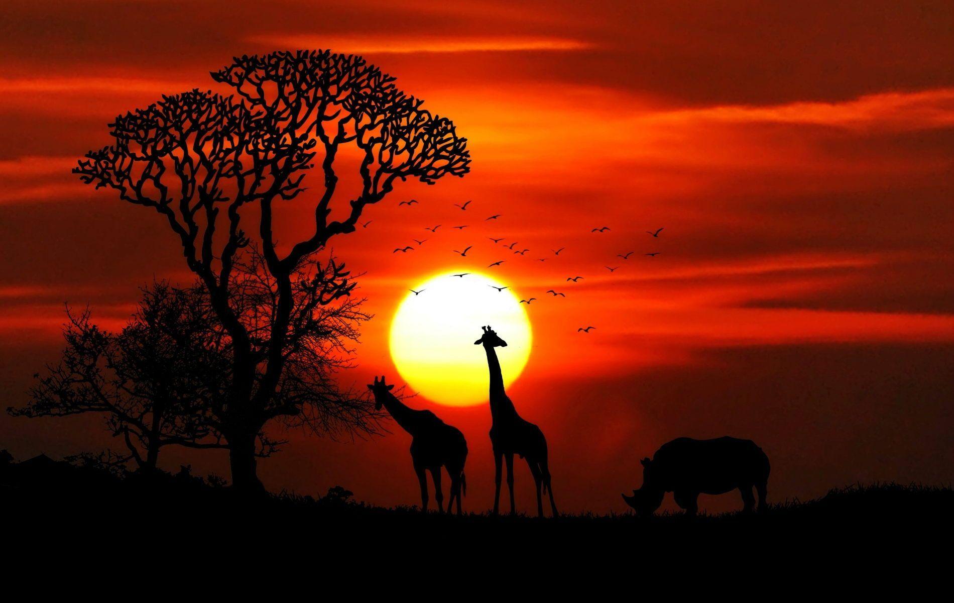 1900x1200 A safari wallpaper showing jungle life. #HD Wallpaper #Safari. African sunset, Nature wallpaper, Sunset canvas