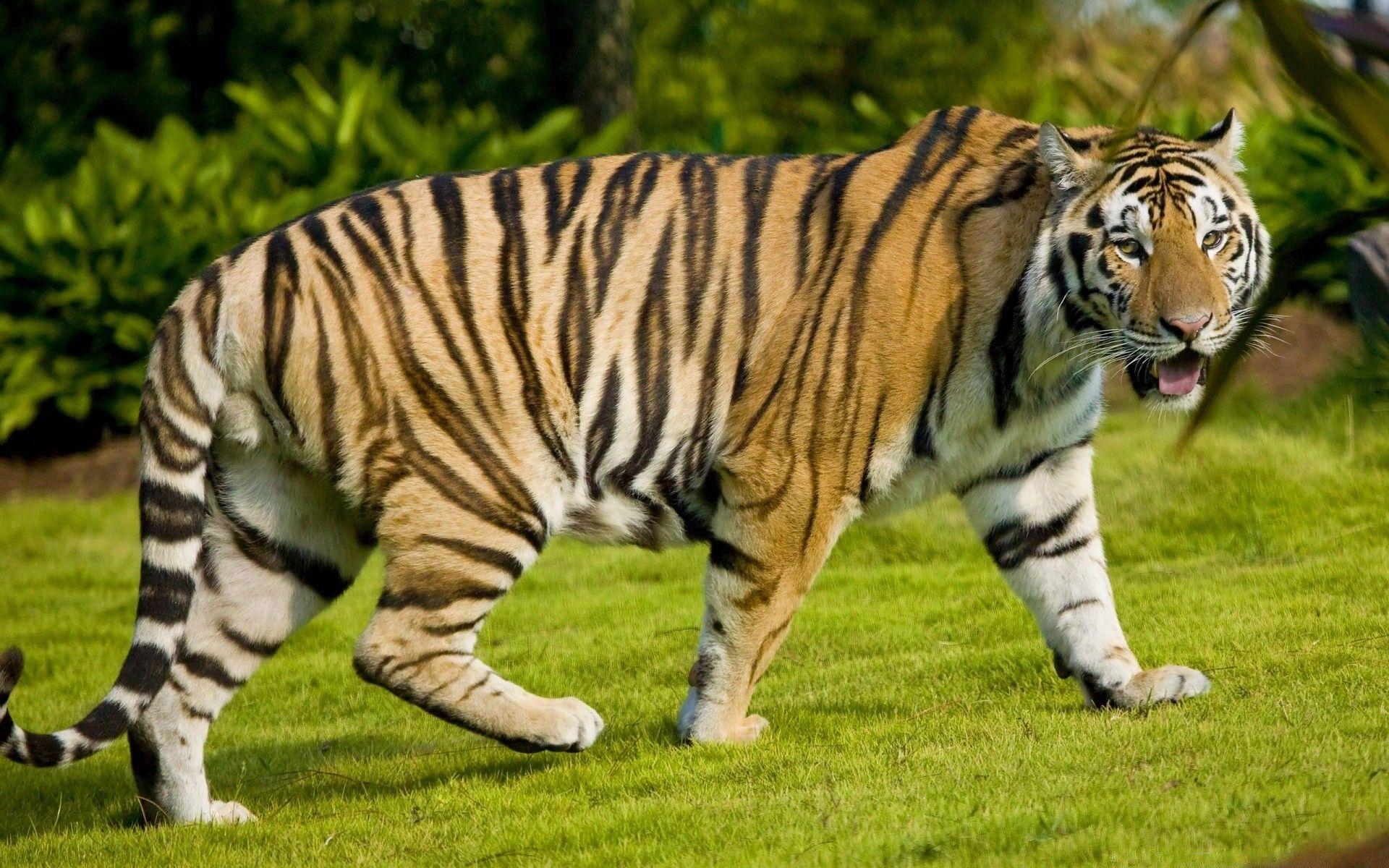1920x1200 Tiger At Zoo