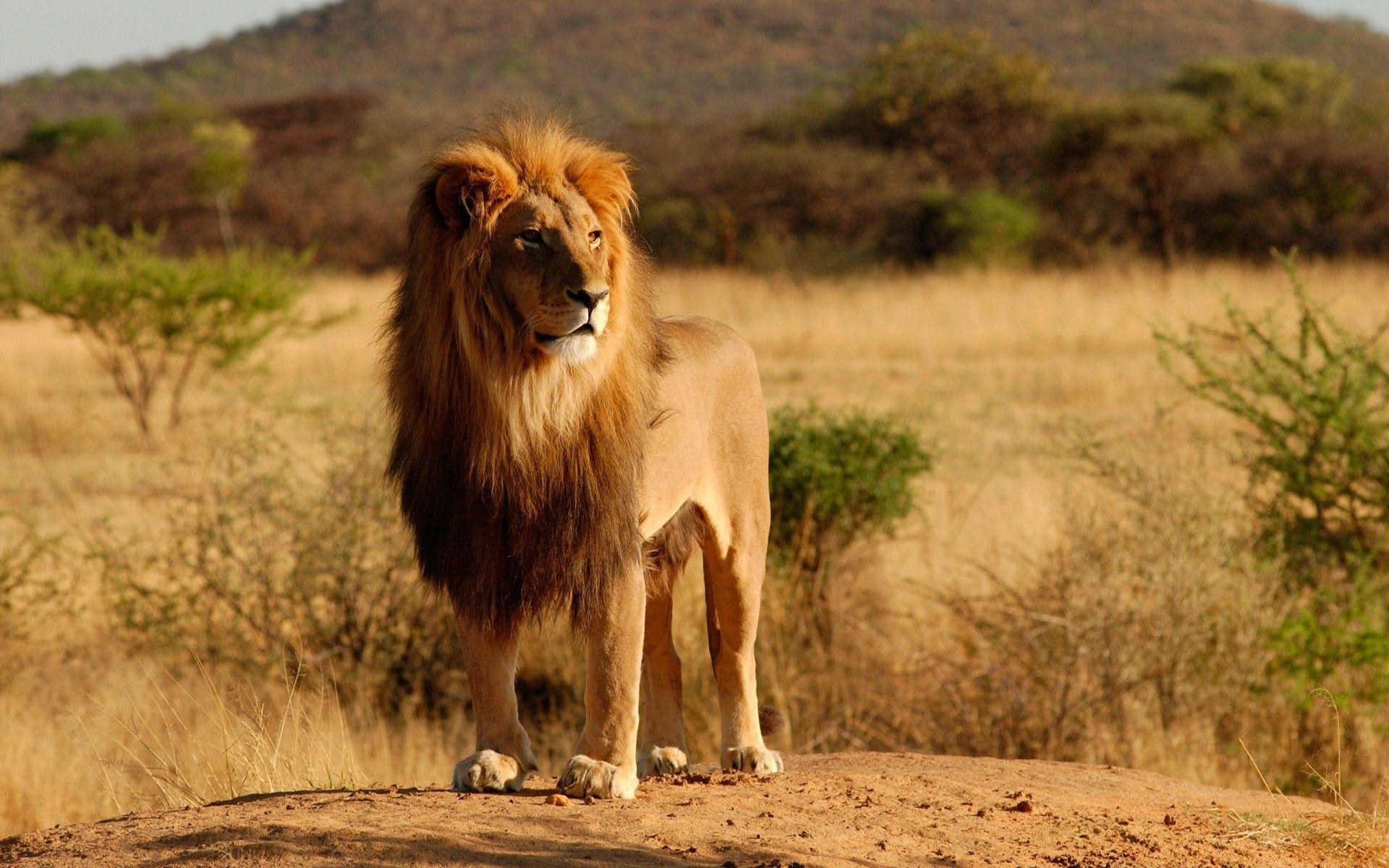1920x1200 King Of The Jungle