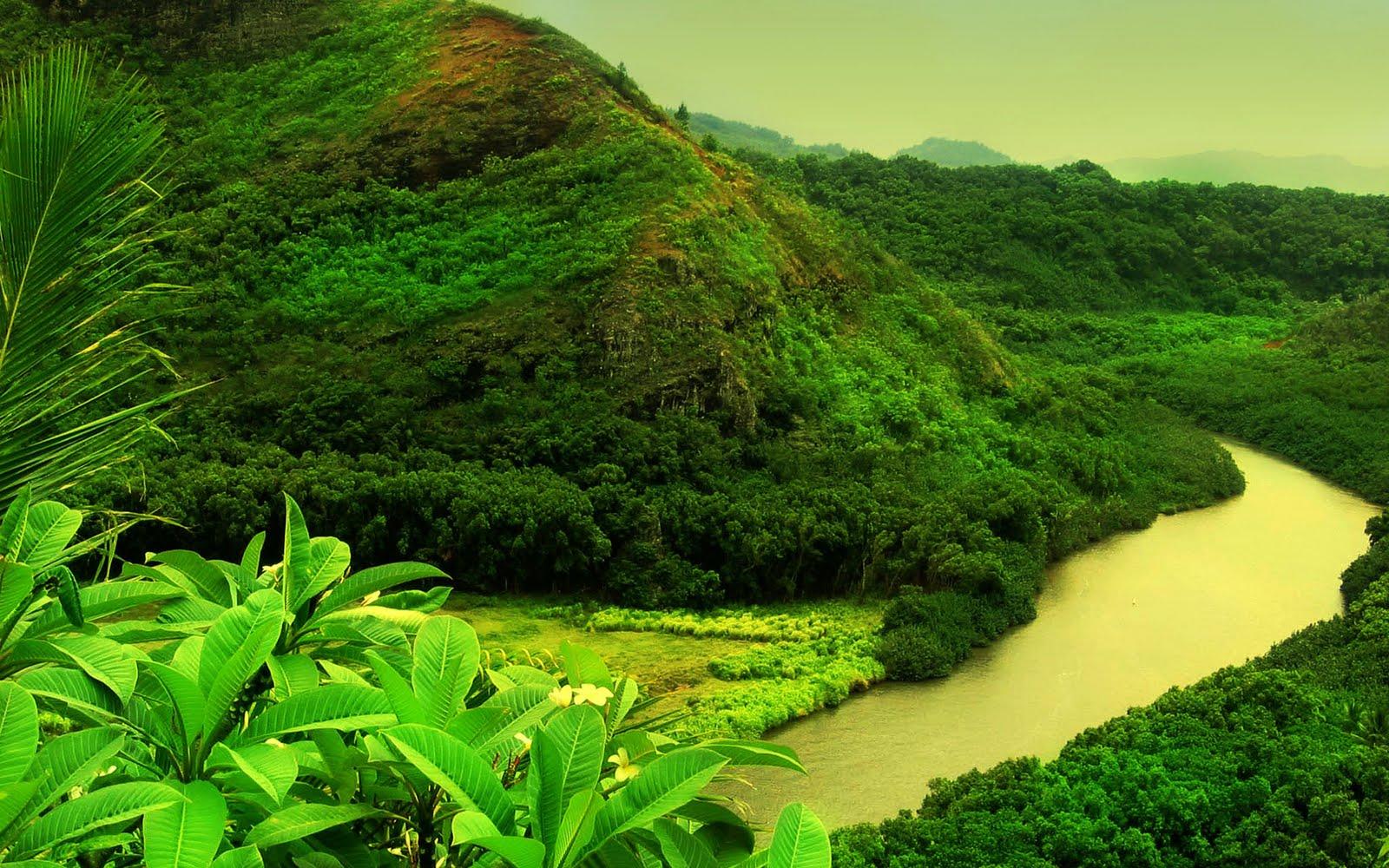 1600x1000 Jungle Wallpaper: Jungle Forest HD Wallpaper Photo