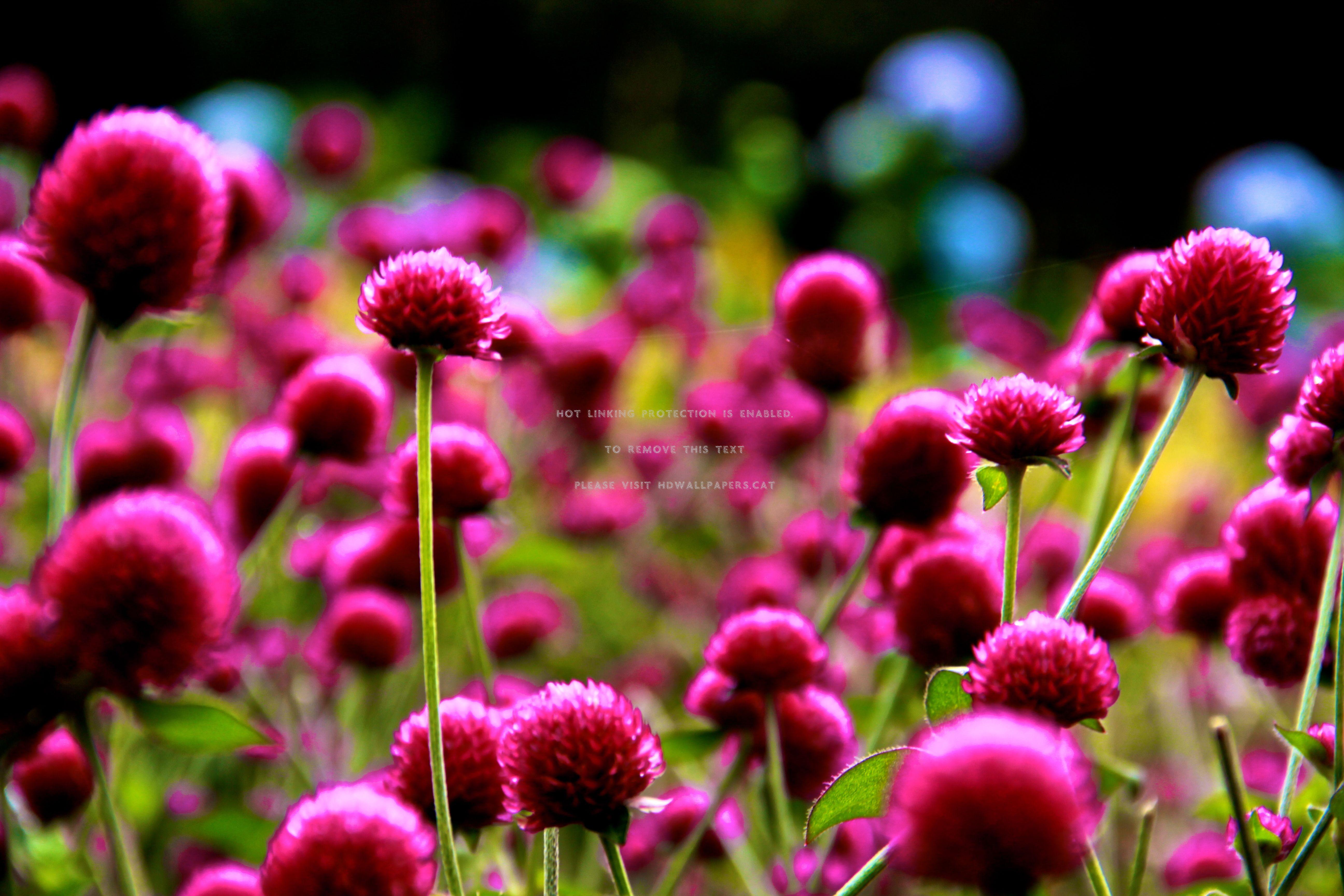 5184x3456 da lat flowers asia dalat vietnam nature