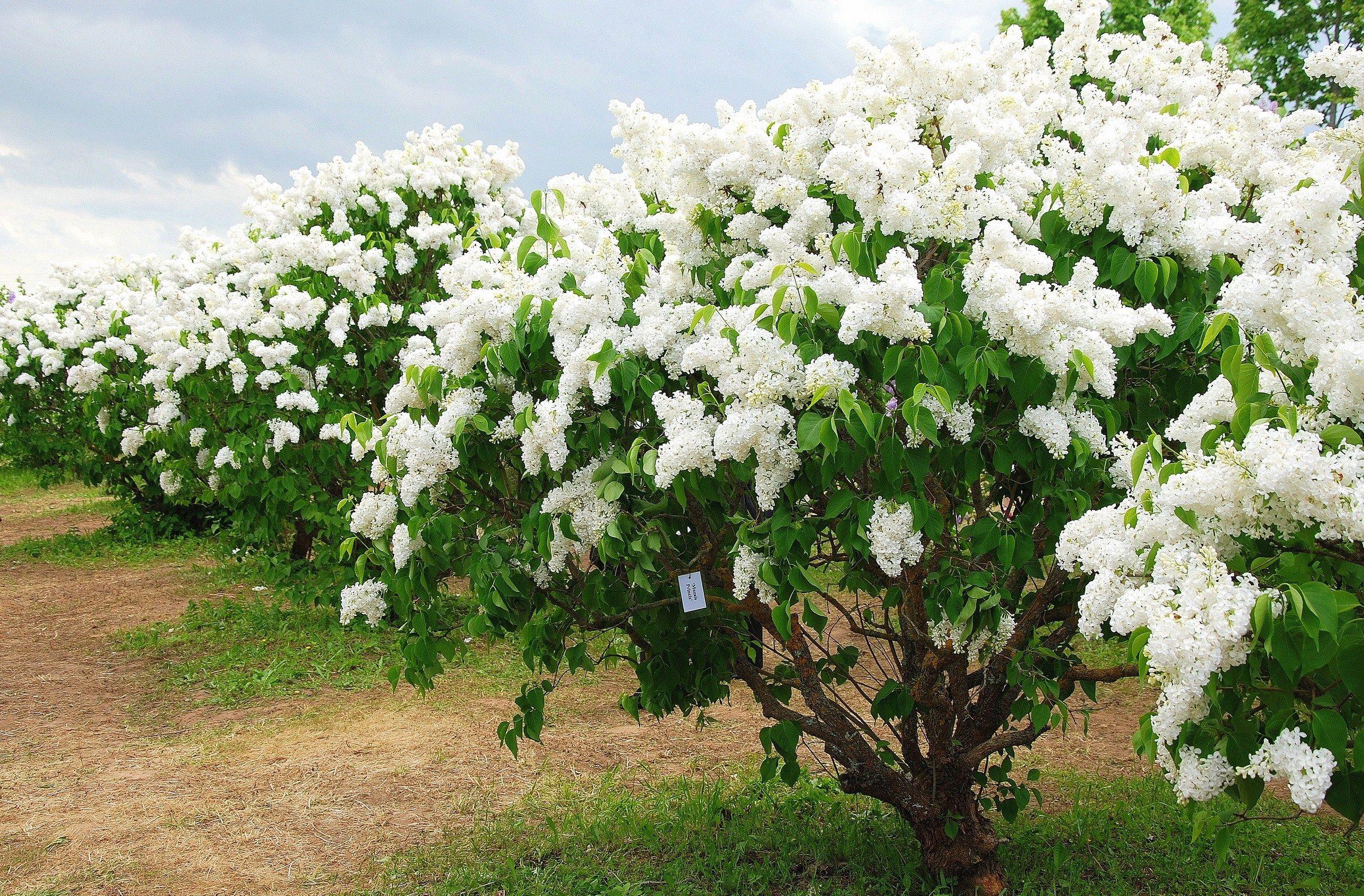 Vivo Y15 Wallpapers Top Free Vivo Y15 Backgrounds WallpaperAccess