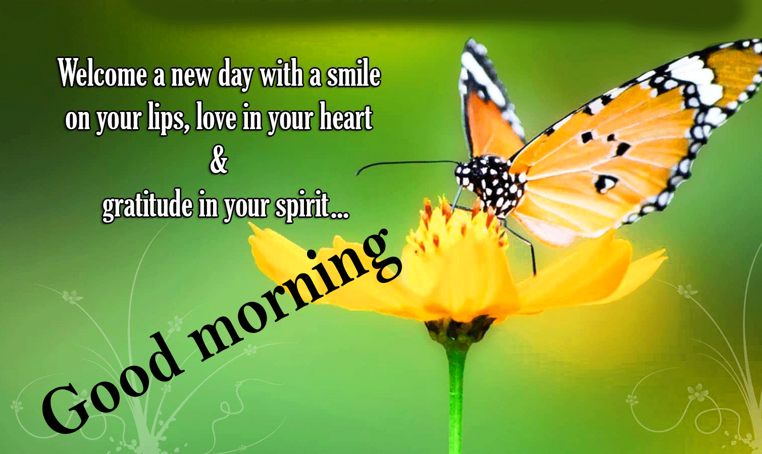 1509x900 Butterfly Wallpaper With Quotes