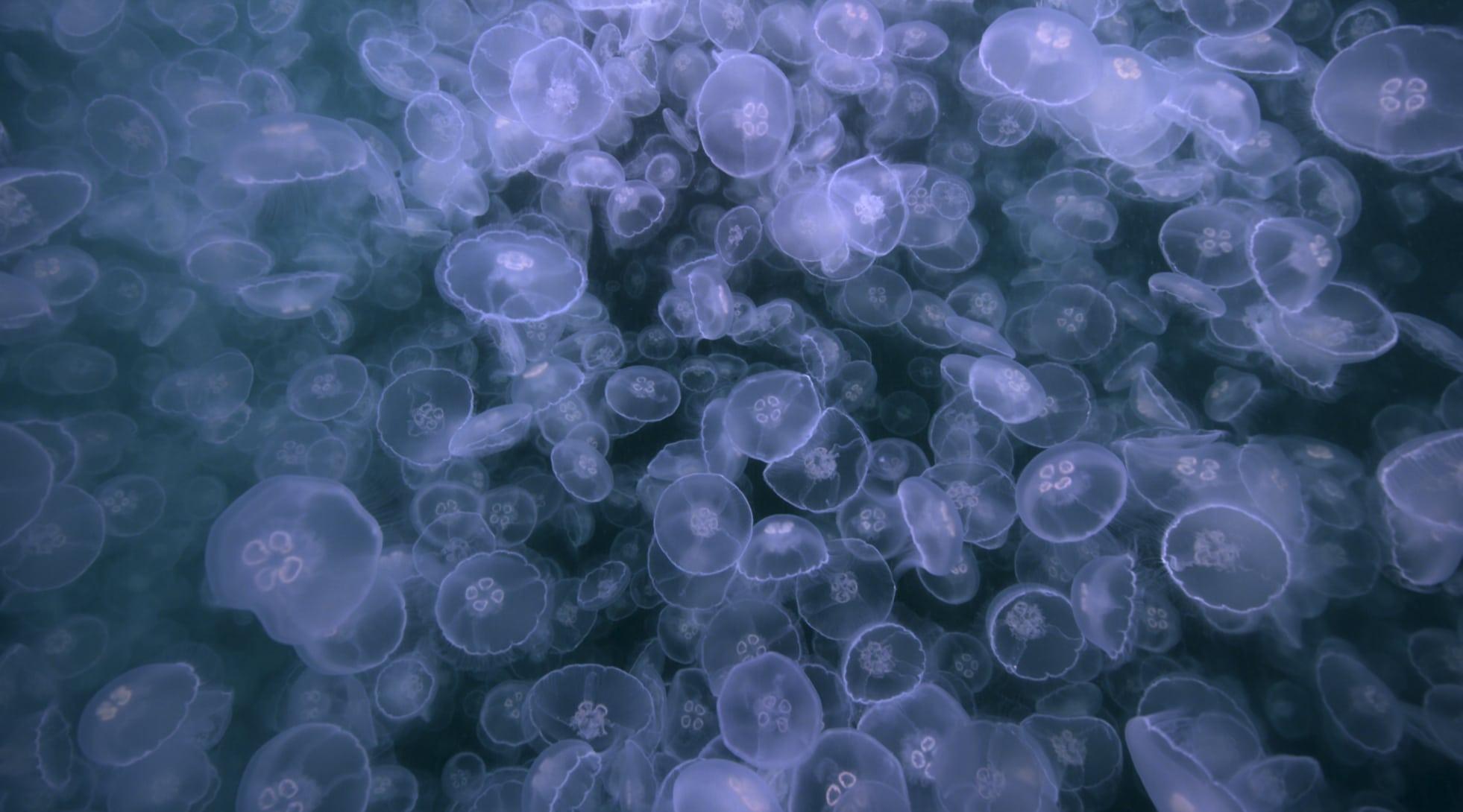 1962x1090 Dive into Apple TV's new underwater screensavers