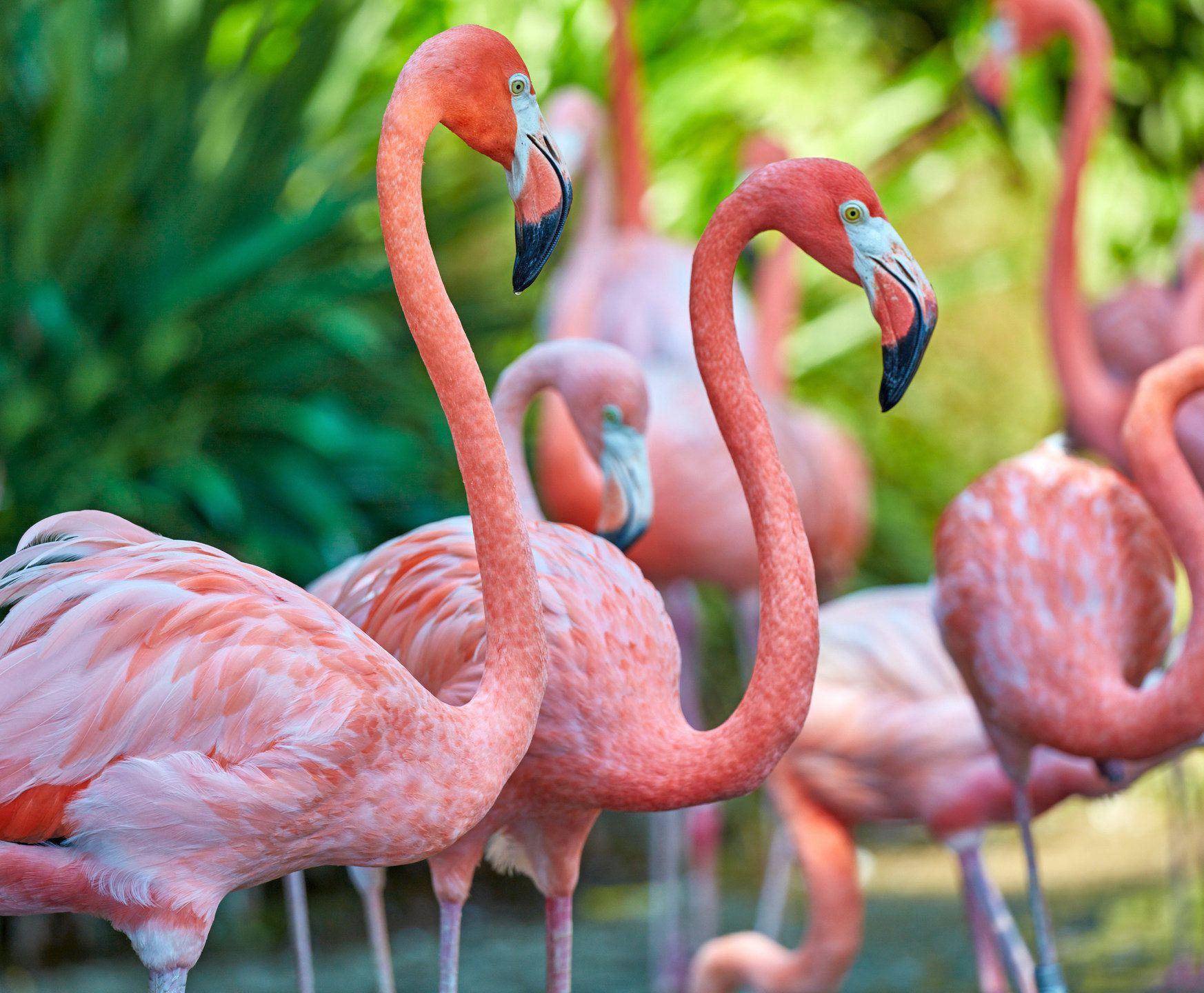 1746x1440 Flamingos are big lovely wading birds
