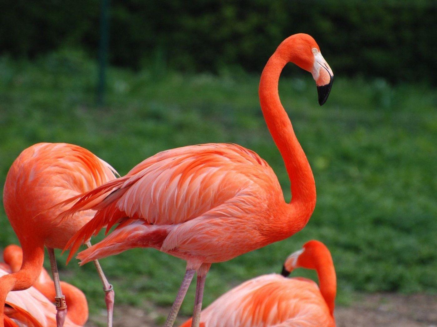 Hình nền HD 1400x1050 Flamingo