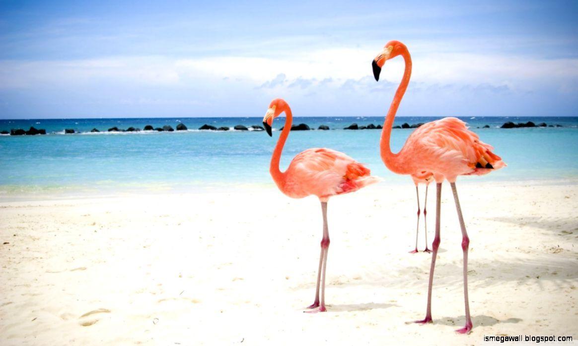 1164x698 Flamingos HD Wallpaper