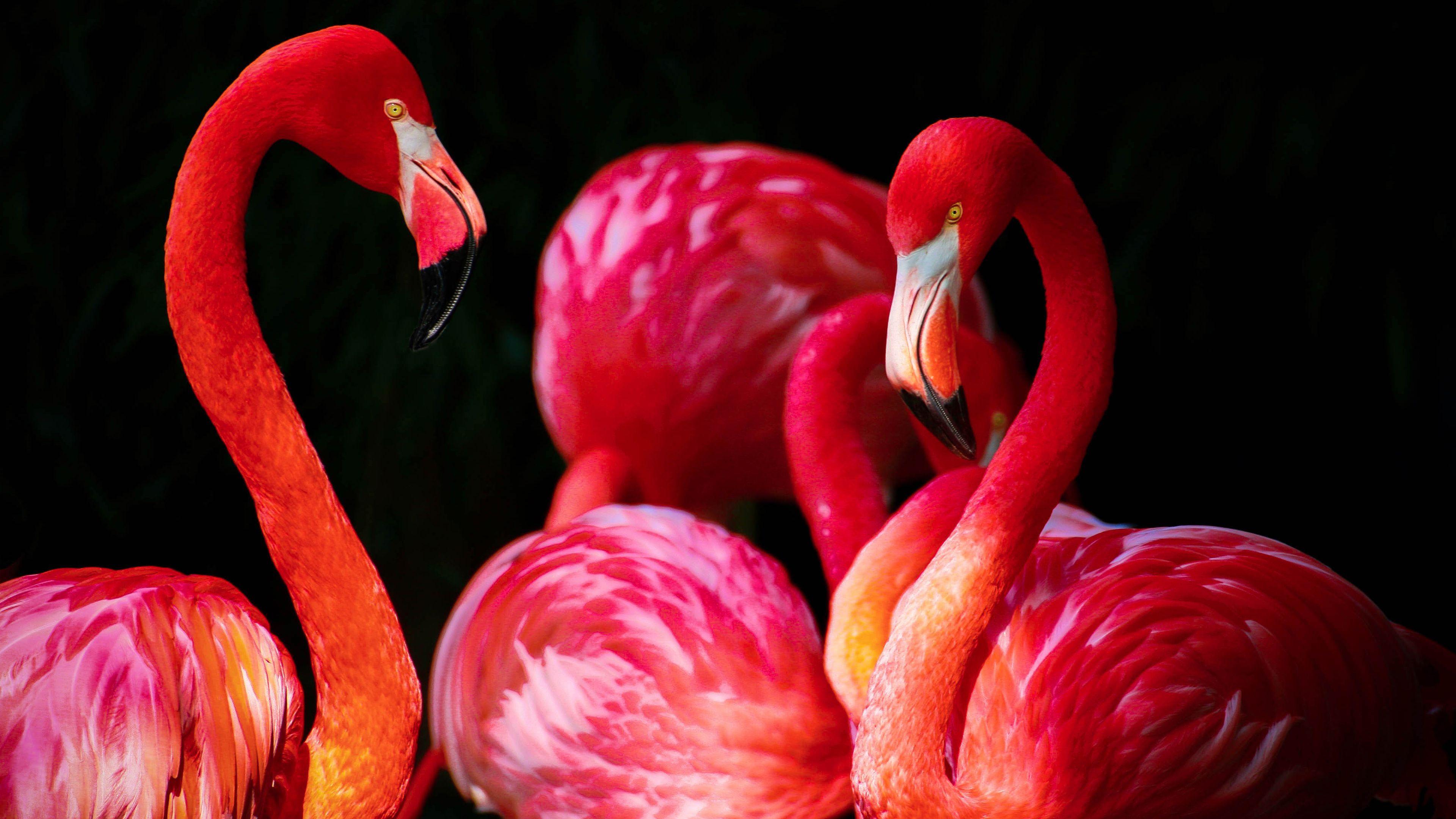 3840x2160 Flamingos Wallpaper