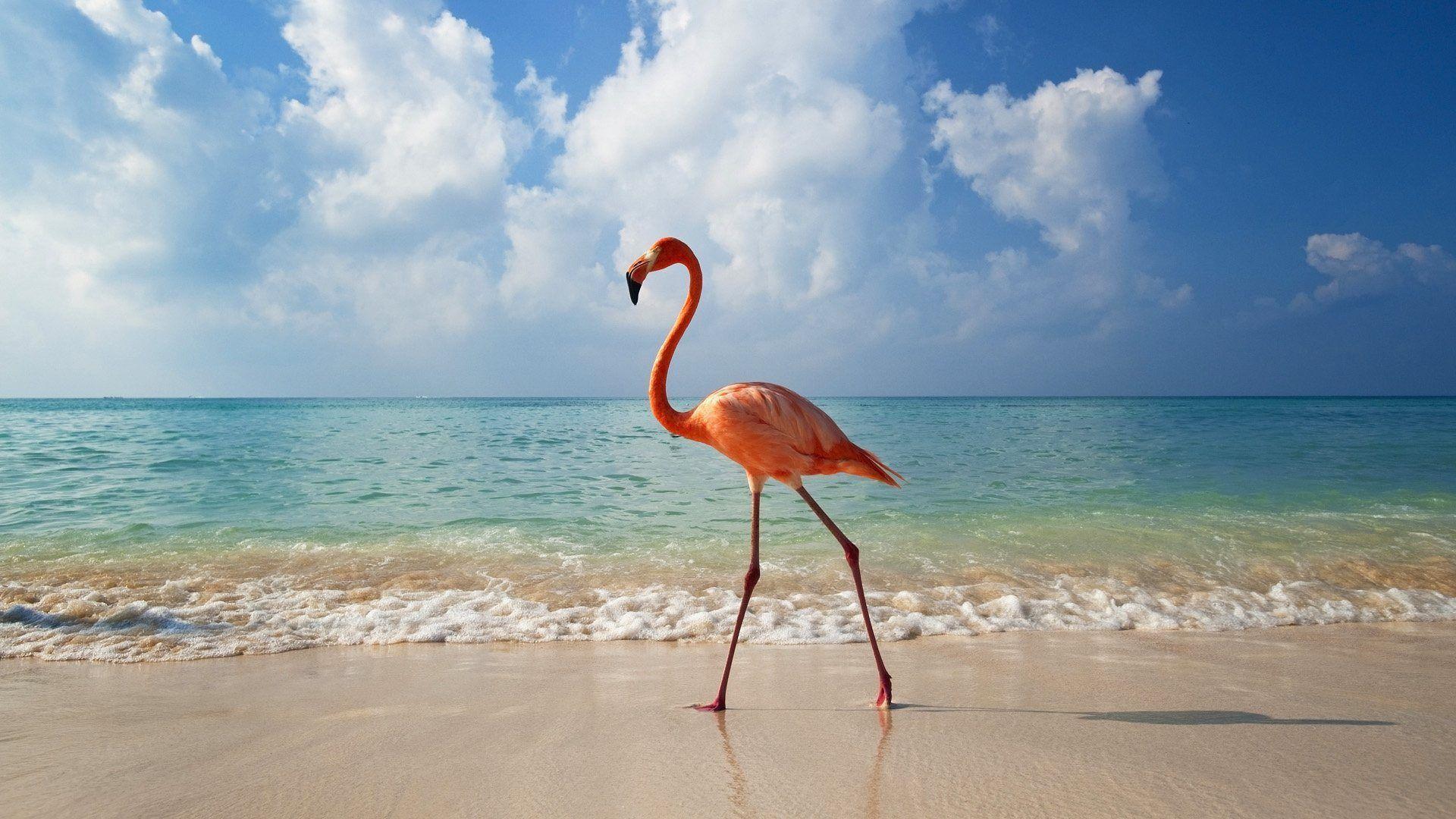 1920x1080 Animals. Flamingo picture, Flamingo bird, Flamingo wallpaper