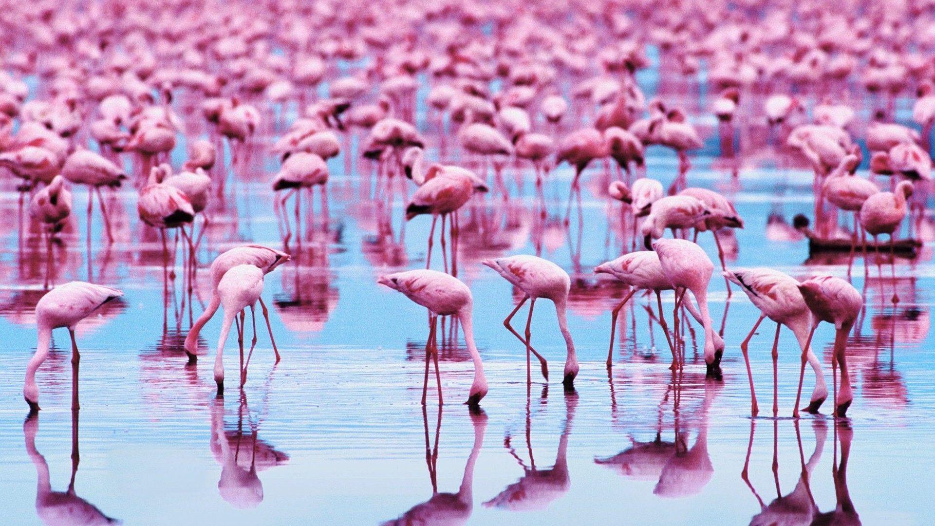 1920x1080 Flamingo HD Background. Wallpaper, Background, Image, Art Photo. Why are flamingos pink, Flamingo picture, Flamingo wallpaper