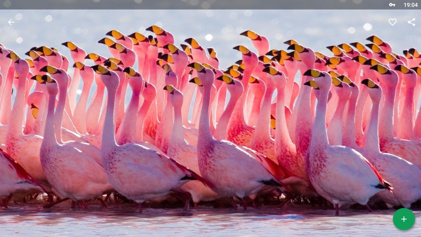 1408x792 Flamingo Wallpaper HD for Android
