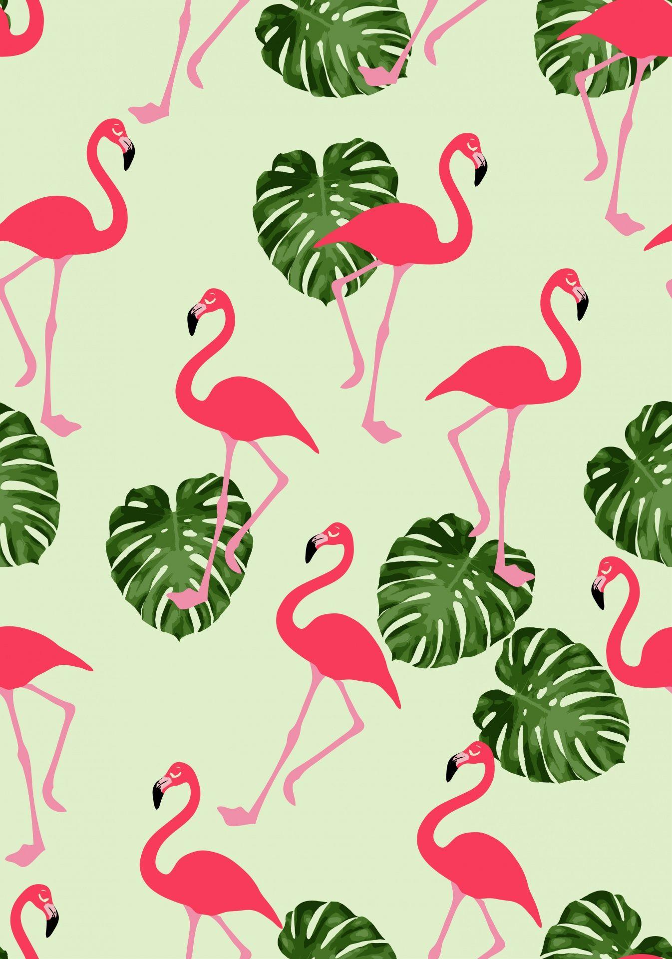 Flamingo Hd Wallpapers Top Free Flamingo Hd Backgrounds Wallpaperaccess