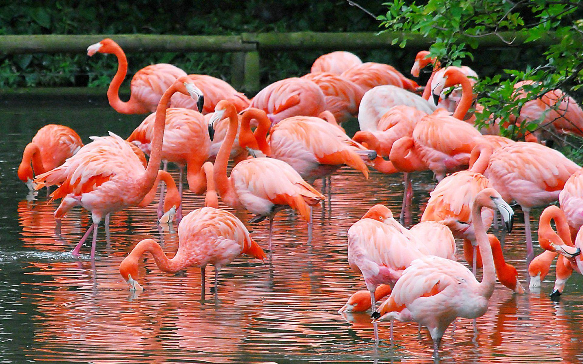1920x1200 Flamingo Picture Free Downloads HD Wallpaper