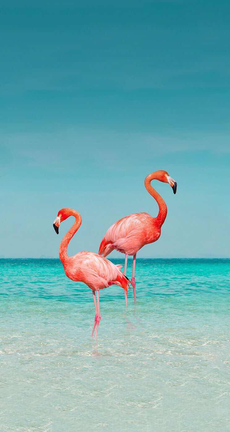 744x1392 Flamingo Wallpaper iPhone