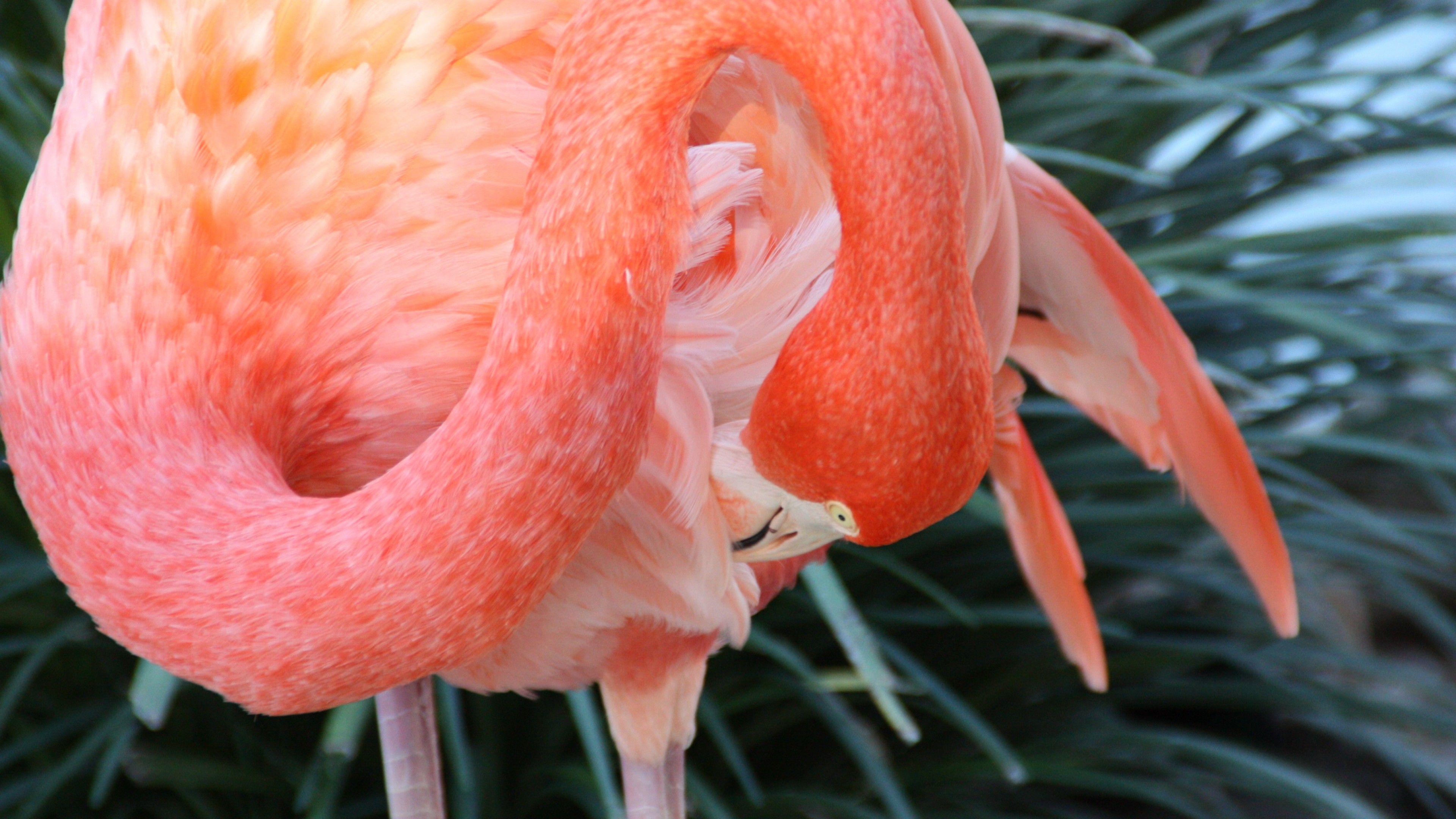 3840x2160 Wallpaper Flamingo, HD, 4k wallpaper, Sun Diego, zoo, bird, red, plumage, tourism, pond, OS