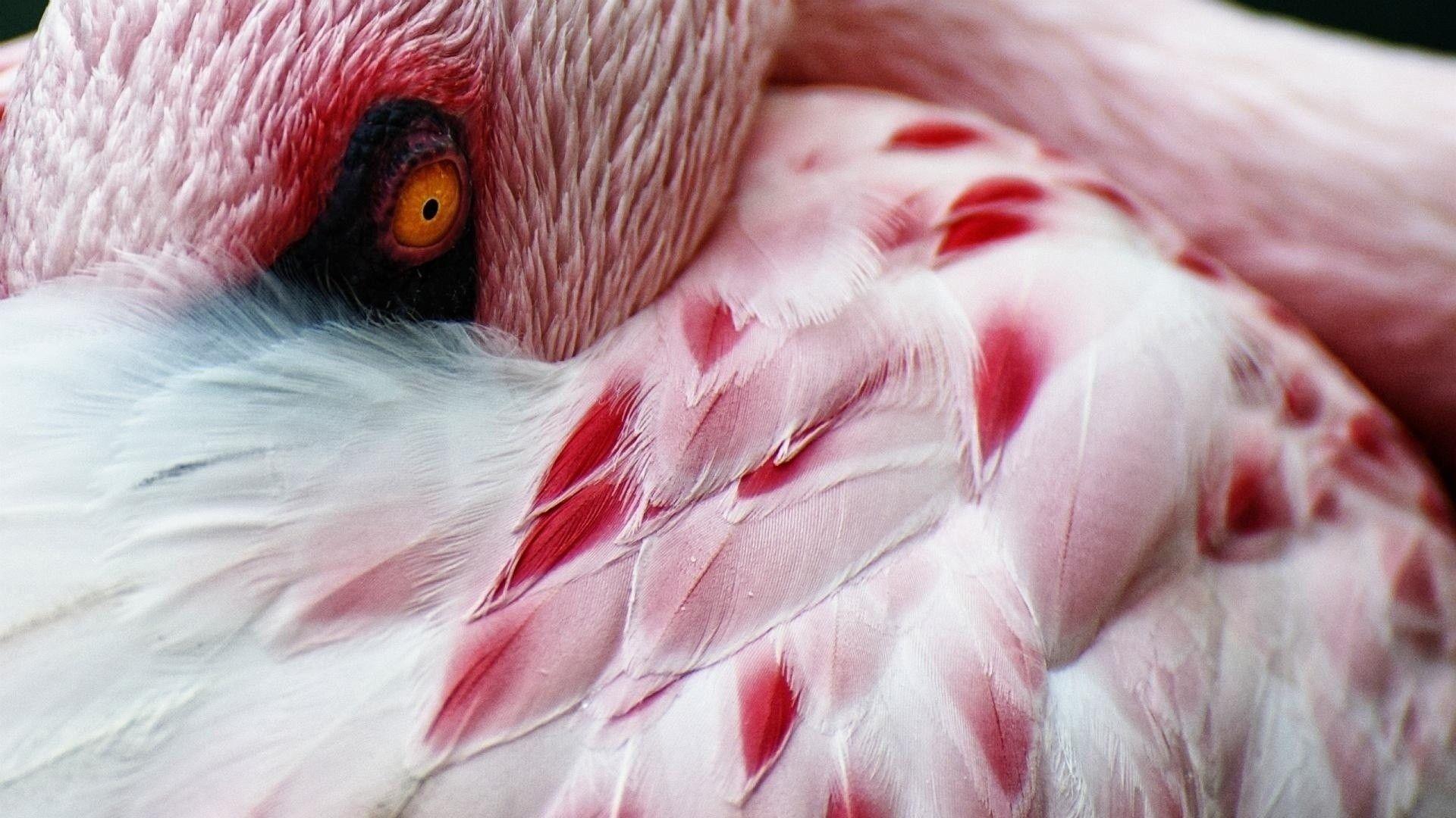 1920x1080 flamingos, Flamingo Wallpaper HD / Desktop and Mobile Background