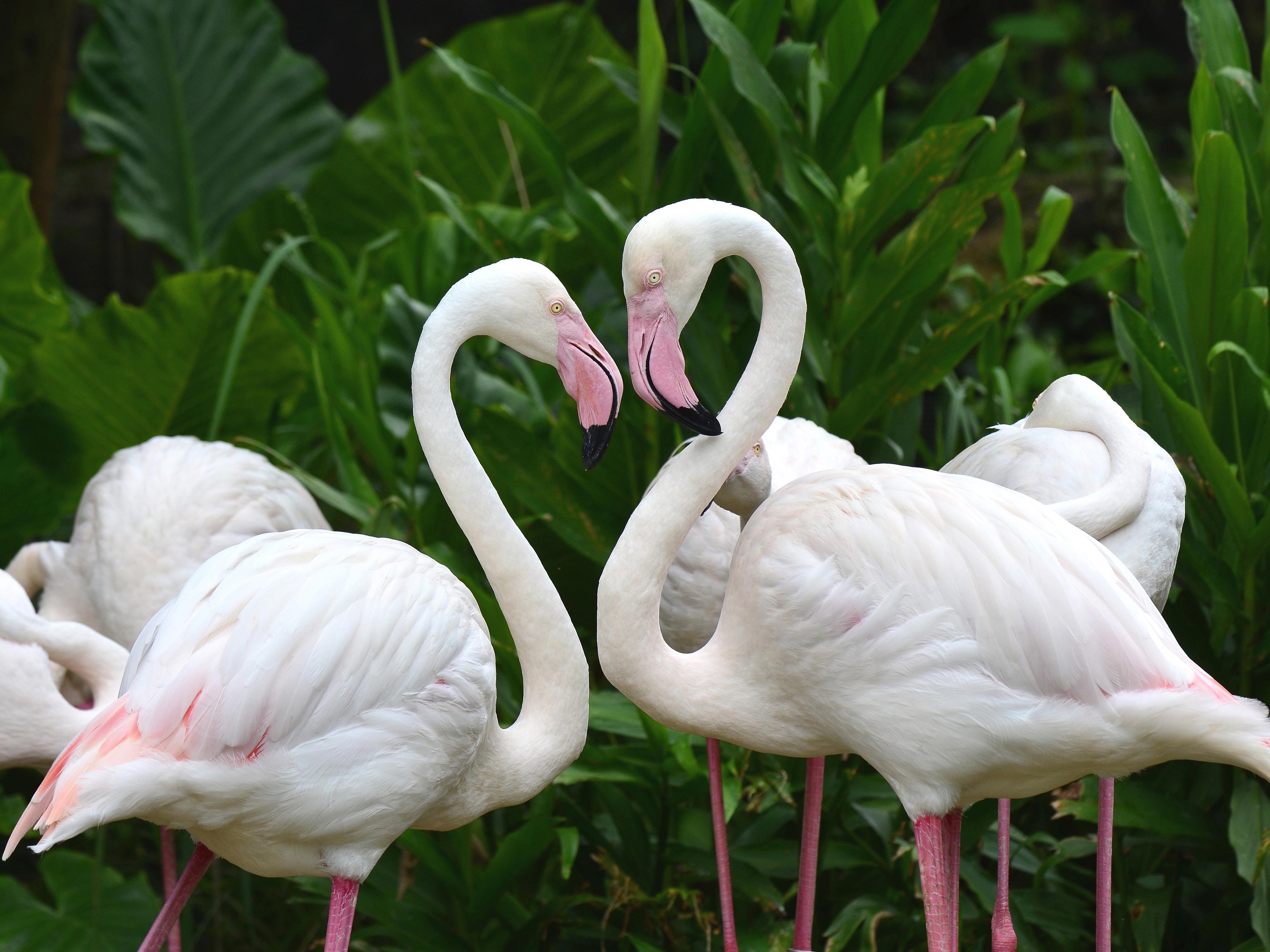 4352x3264 White Flamingo Desktop Wallpaper HD :