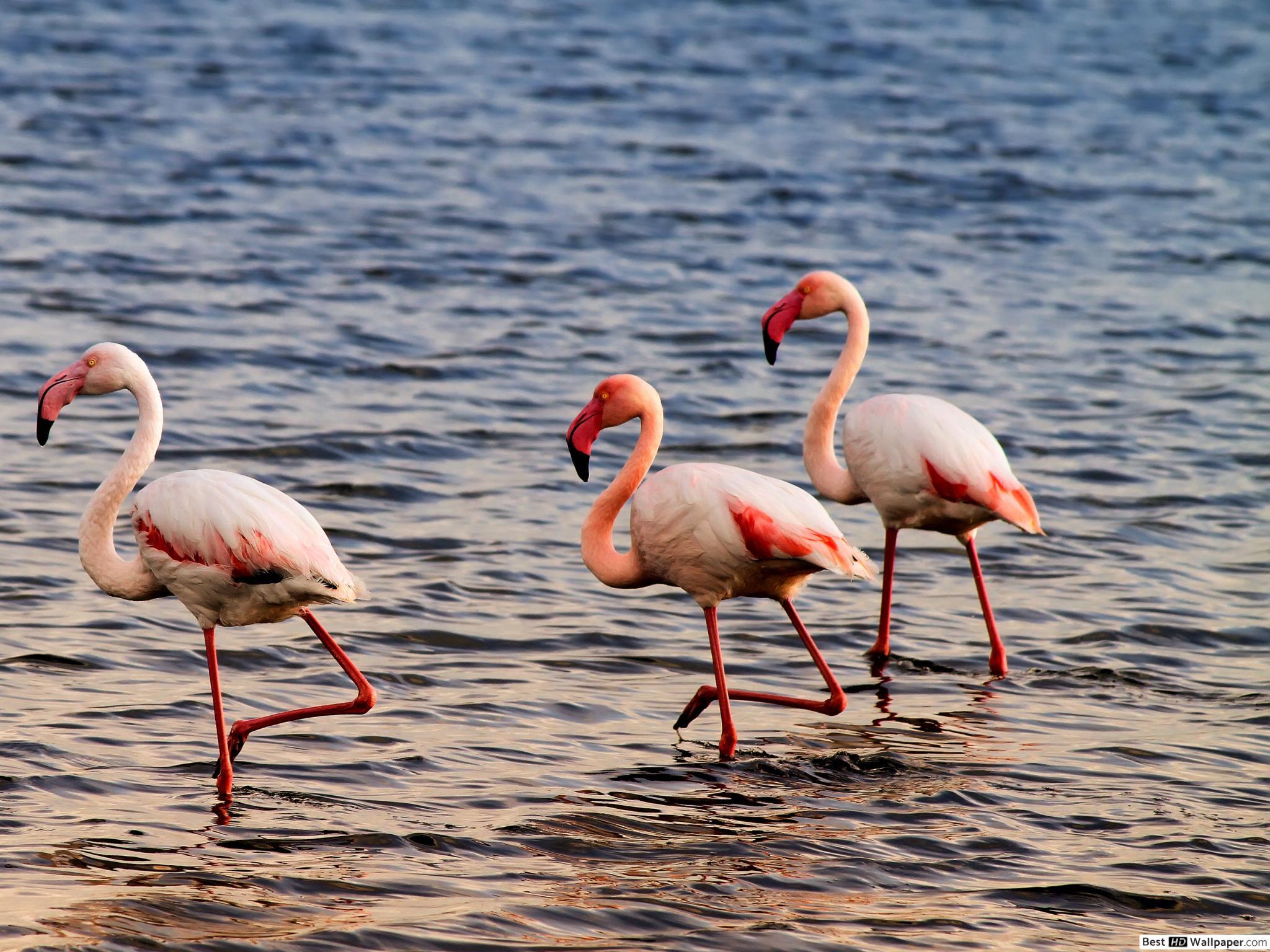 2048x1536 Flamingo HD wallpaper download