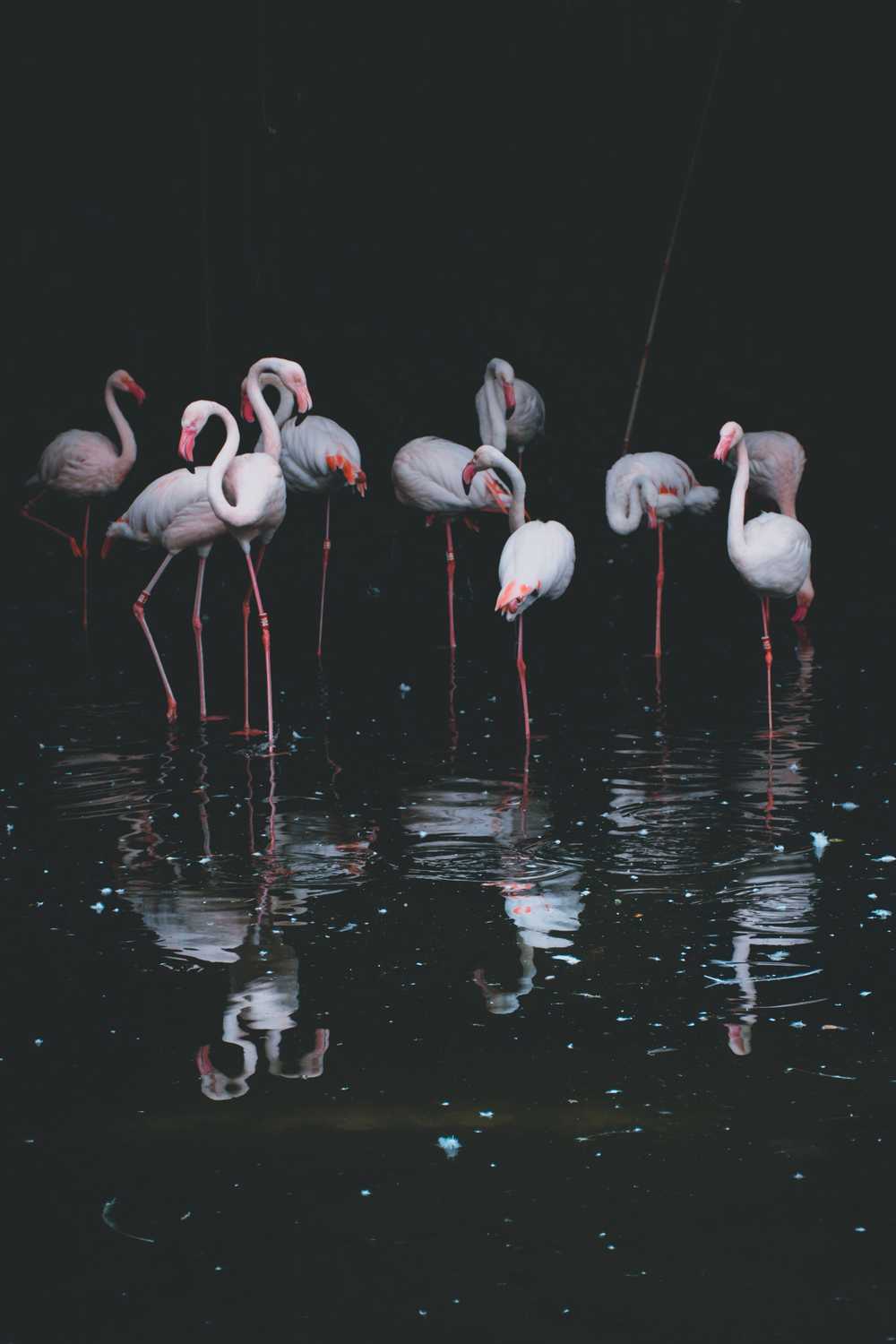 1000x1500 Flock Of Flamingos HD Wallpaper Hub