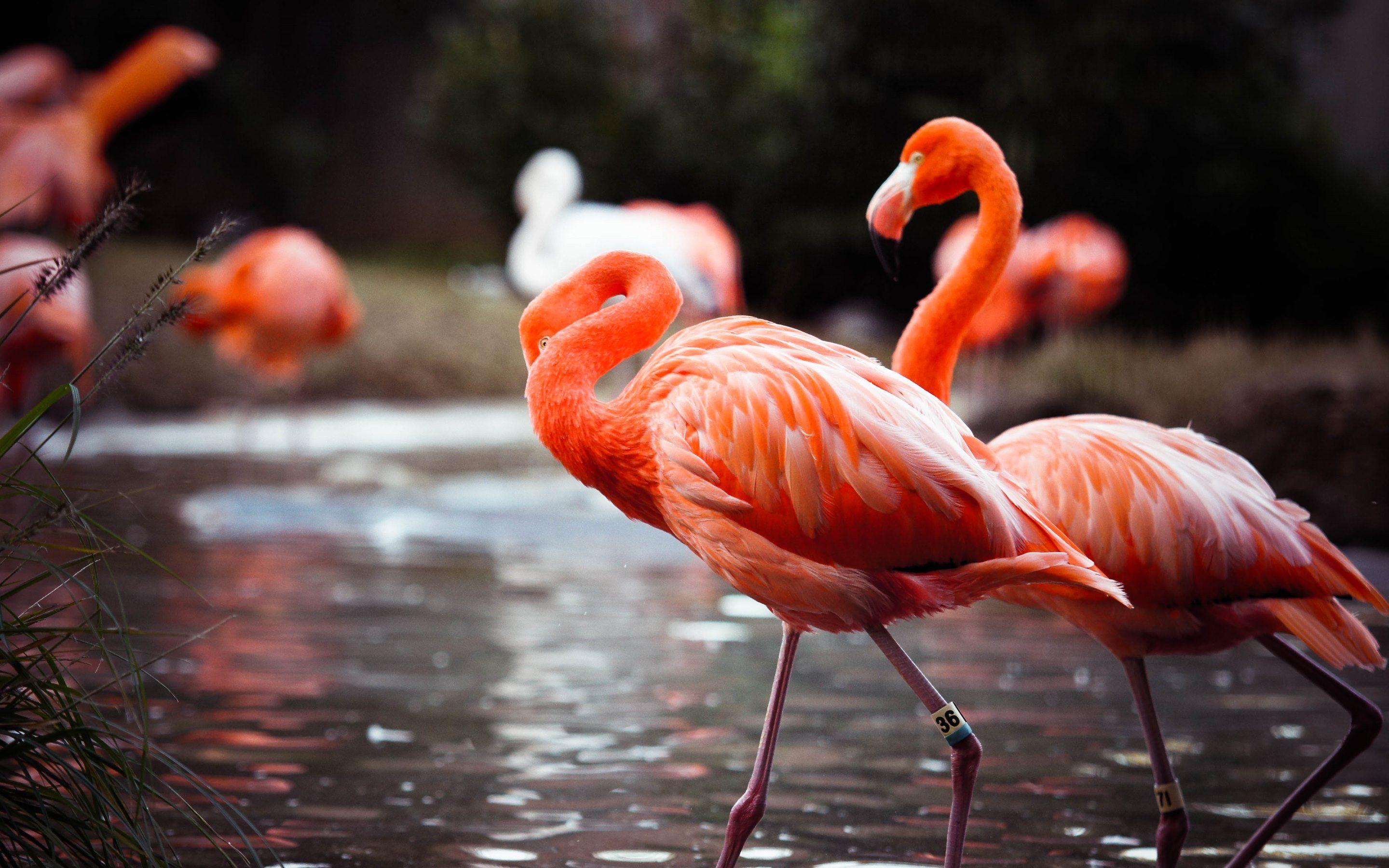 2880x1800 Flamingo HD HD Wallpaper