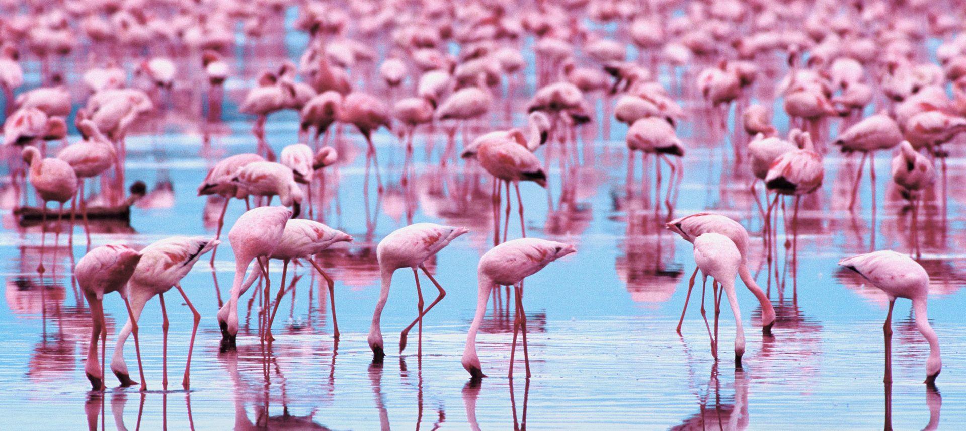 1920x857 Free download Flamingo Wallpaper HD Desktop [1920x857] for your Desktop, Mobile & Tablet. Explore Pink Flamingo Wallpaper Border. Flamingo Print Wallpaper, Free Pink Flamingo Computer Wallpaper, Flamingo Wallpaper Classy