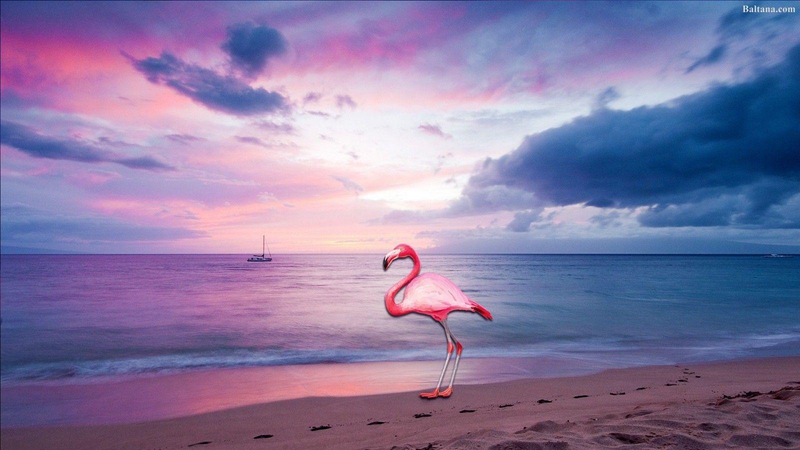 1600x900 Flamingo Desktop Wallpaper 29778