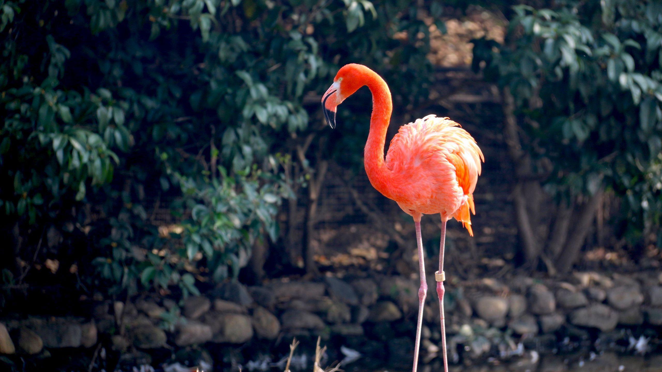 2560x1440 Download wallpaper 2560x1440 flamingo, bird, color widescreen 16:9 HD background
