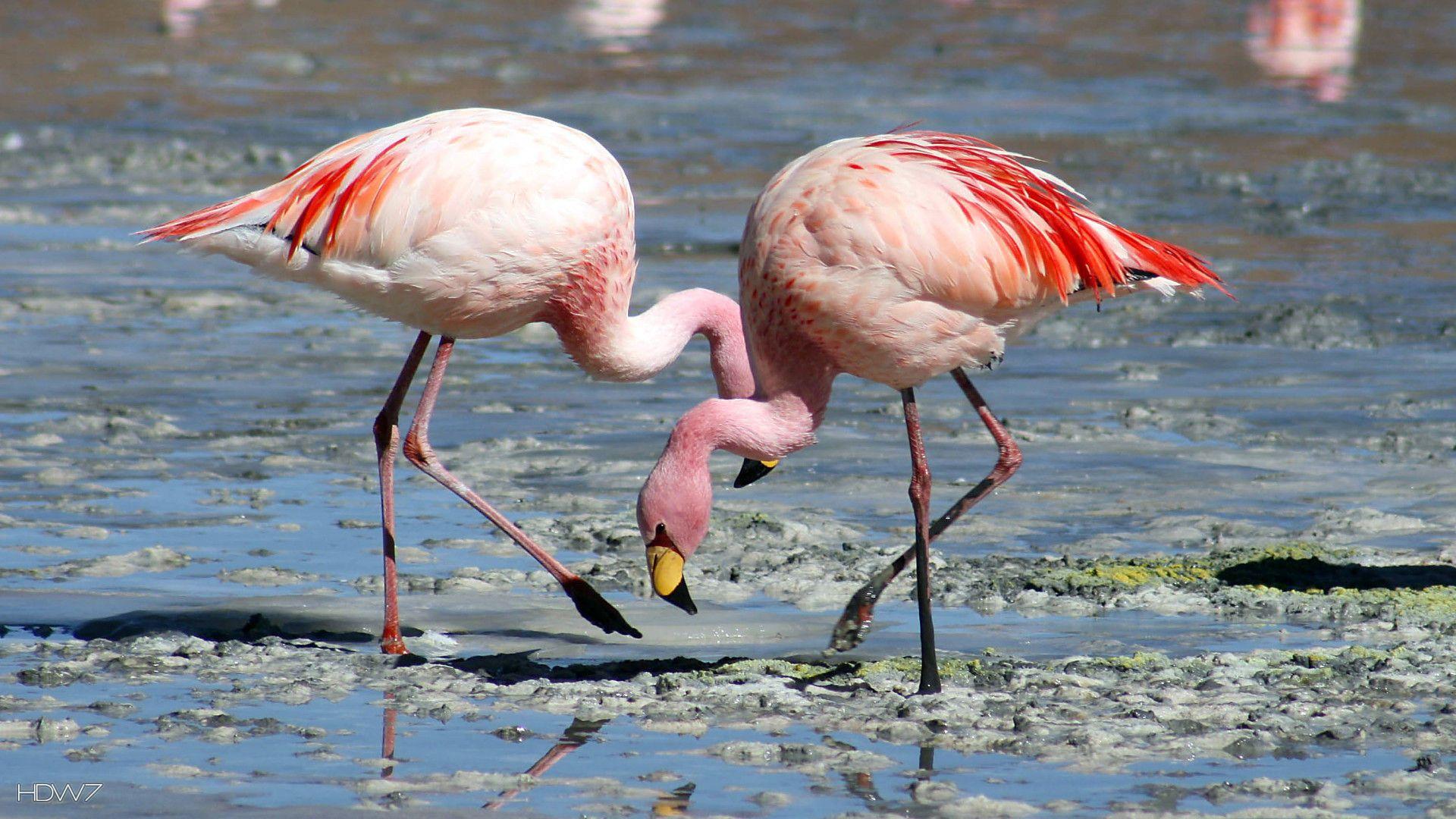 1920x1080 flamingo two pink flamingos river mud eating bird. HD wallpaper gallery