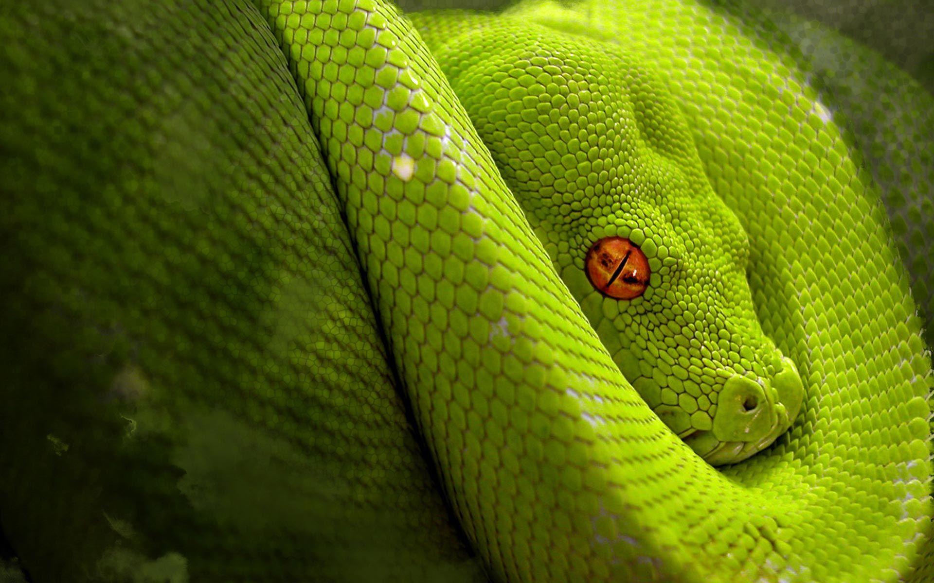 Python Snake Wallpapers - Top Free Python Snake Backgrounds ...